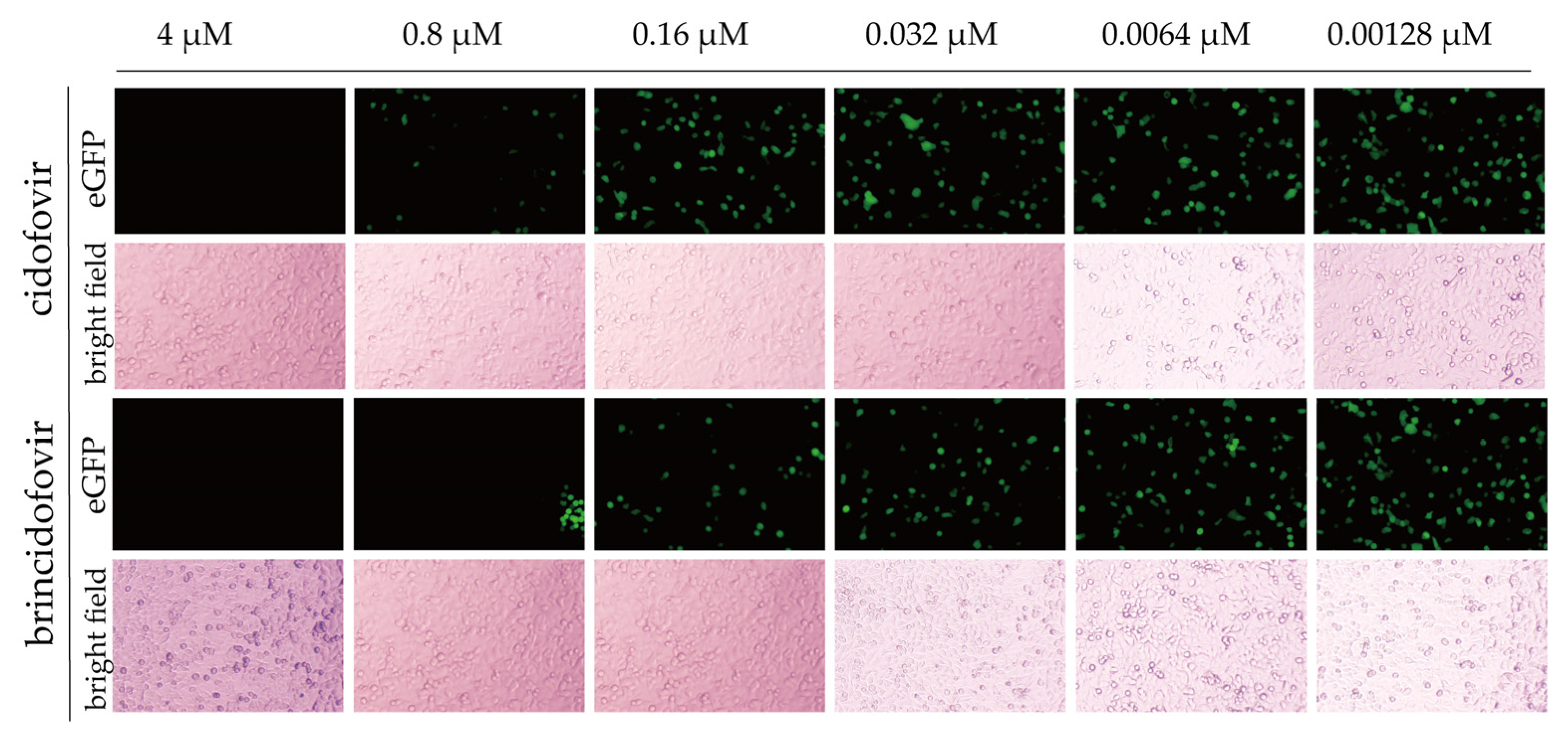 Viruses 15 01192 g008
