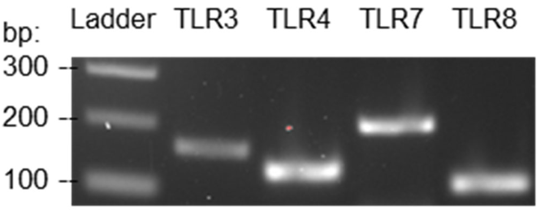 Viruses 15 01198 g001 Viruses 15 01198 g001