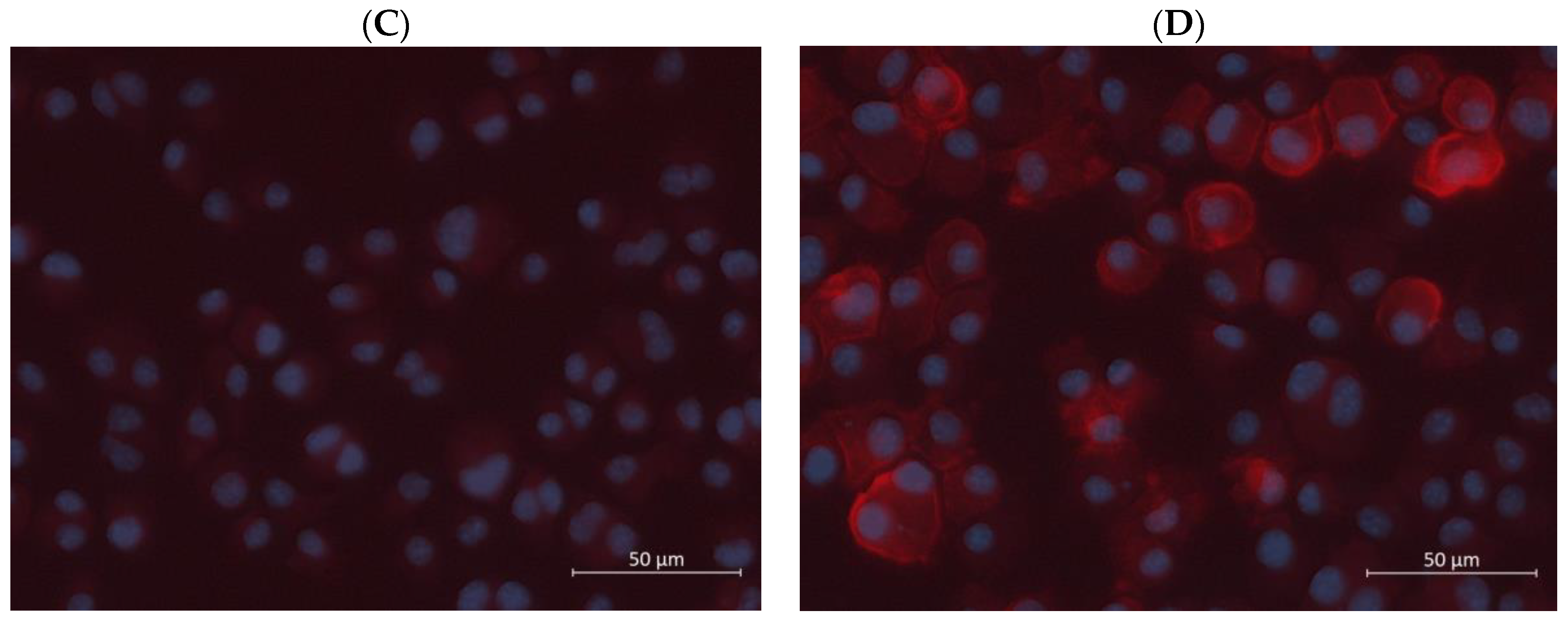 Viruses 15 01198 g004b Viruses 15 01198 g004b