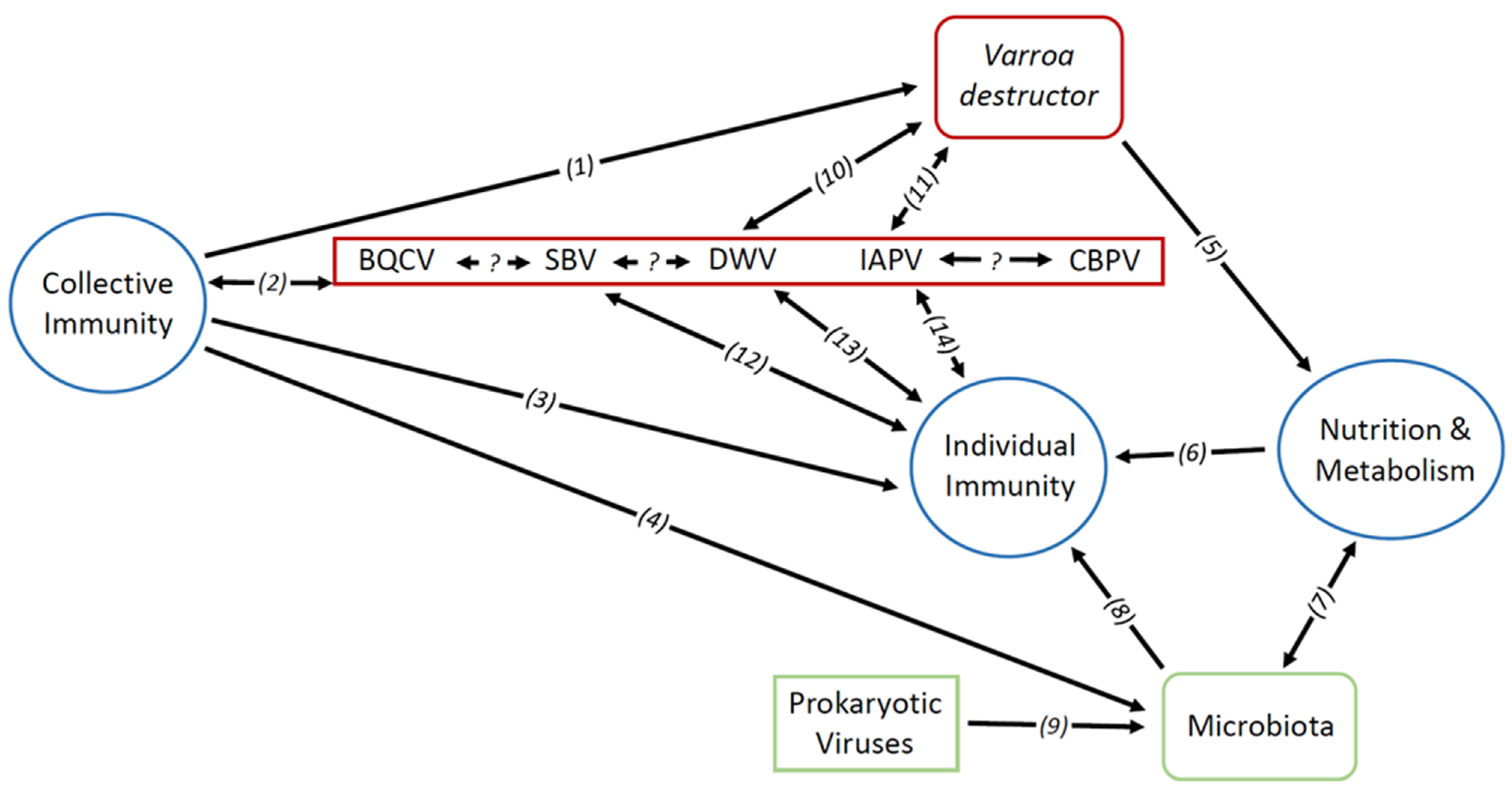 Viruses 15 01217 g001