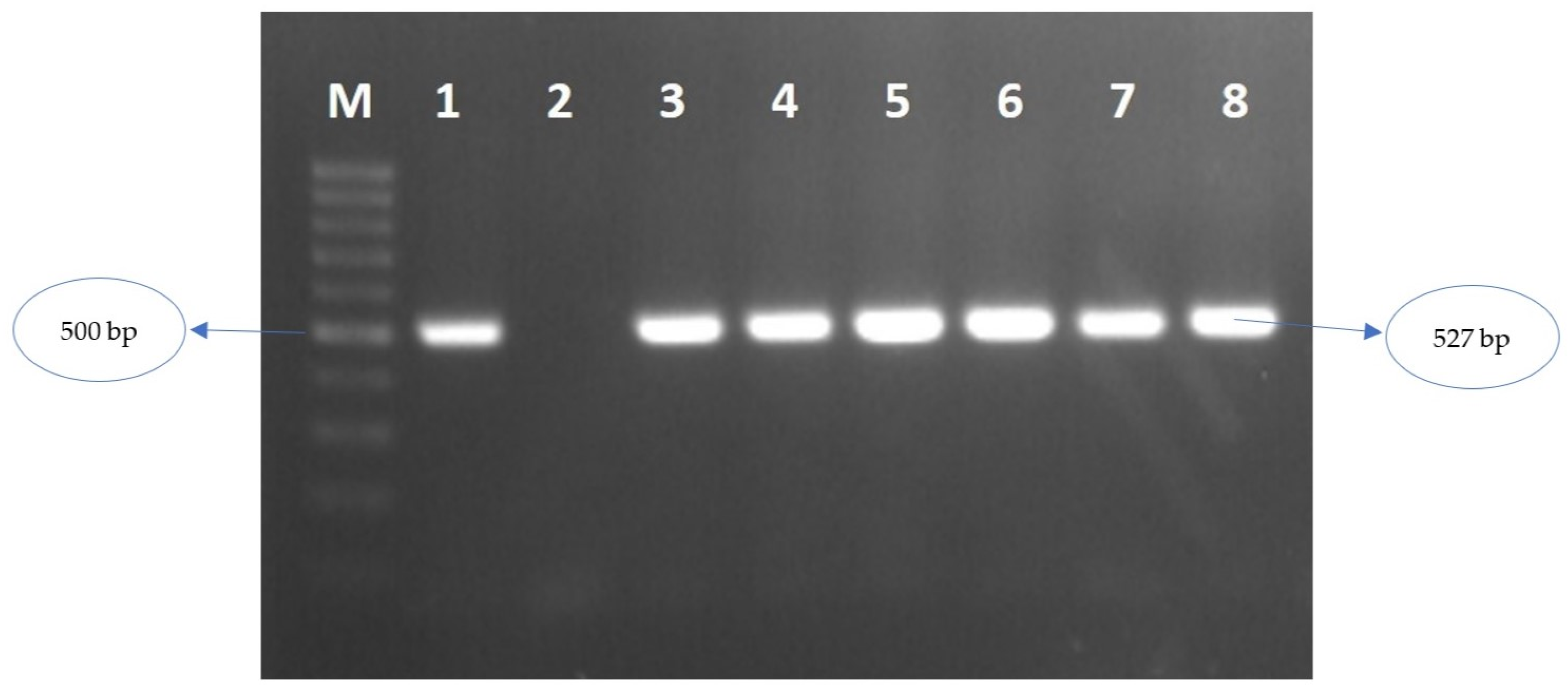 Viruses 15 01221 g002