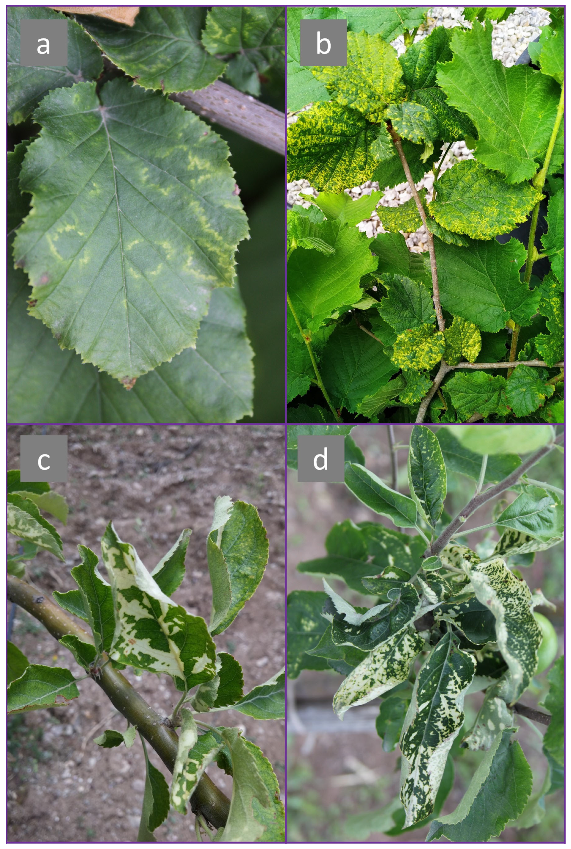 Viruses 15 01221 g003