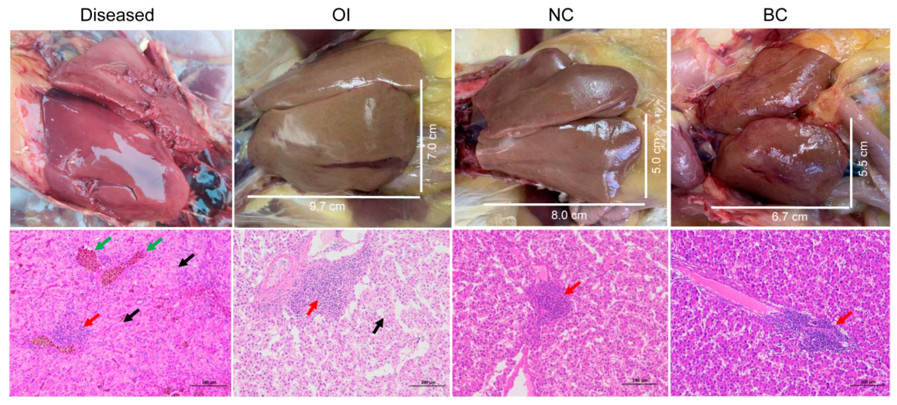 Viruses 15 01249 g001 Viruses 15 01249 g001