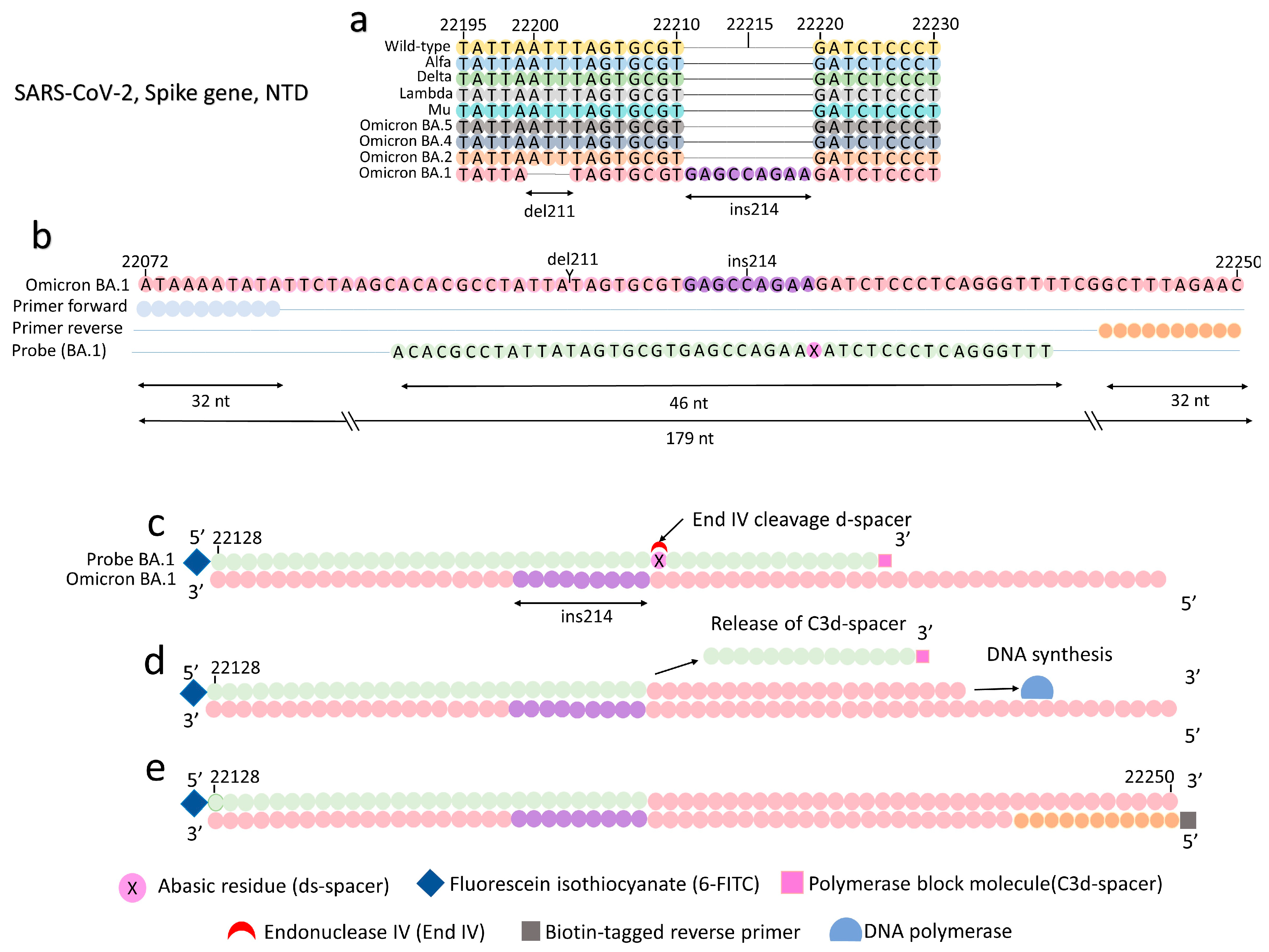 Viruses 15 01254 g001