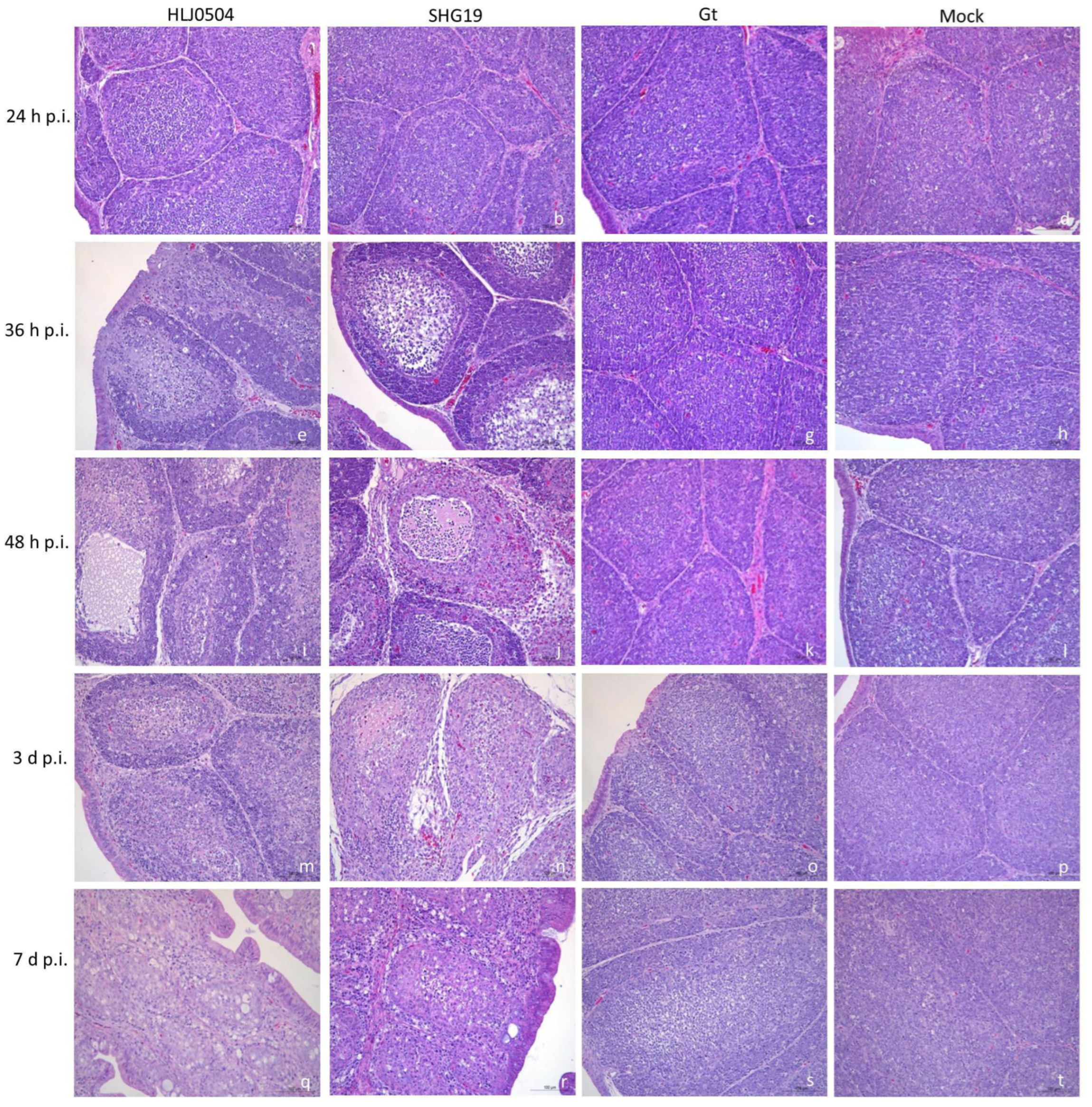 Viruses 15 01257 g003