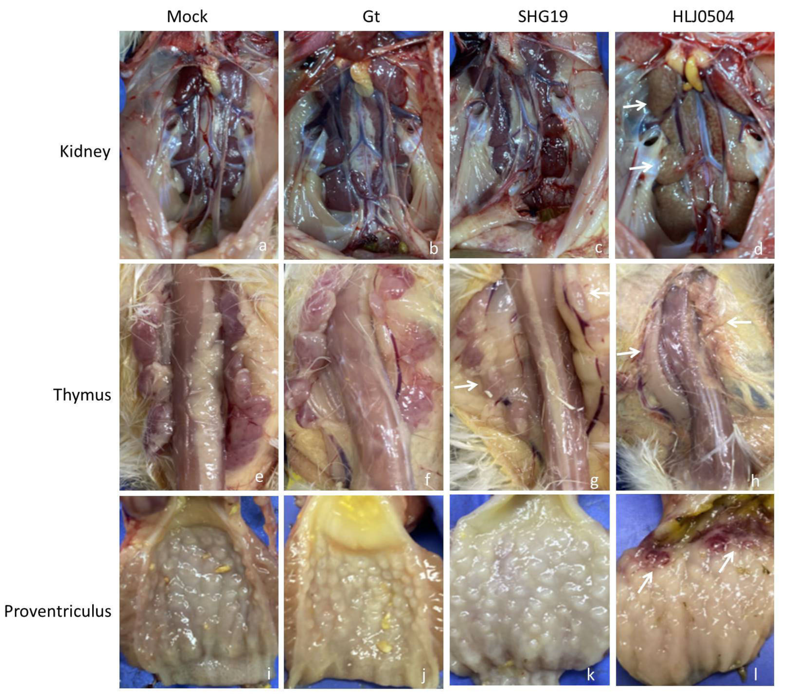 Viruses 15 01257 g005