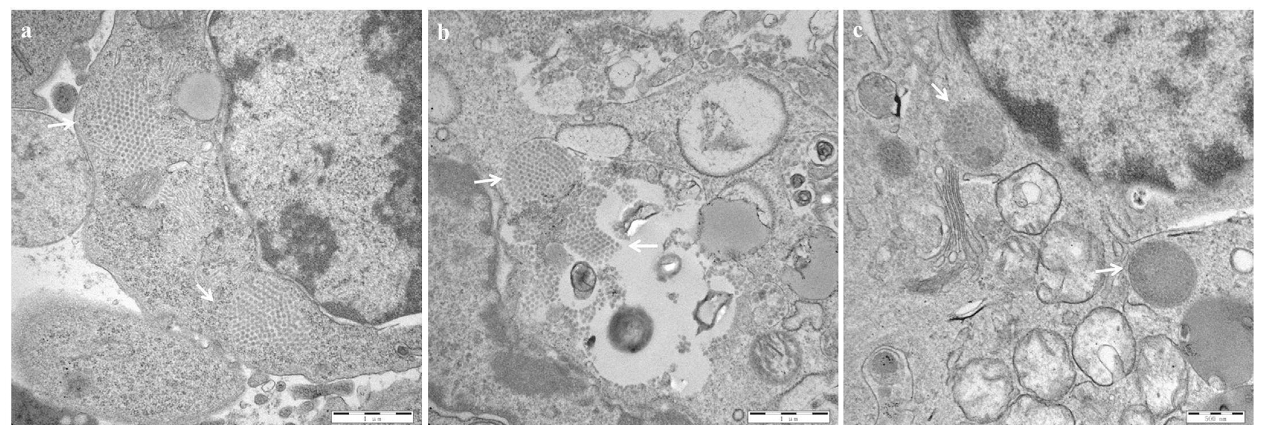 Viruses 15 01257 g006