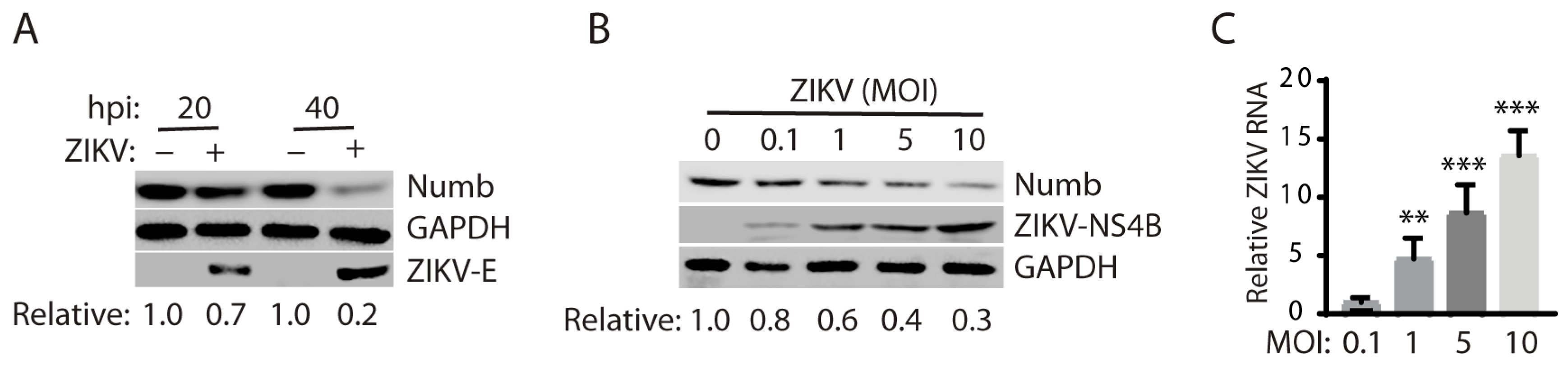 Viruses 15 01258 g002