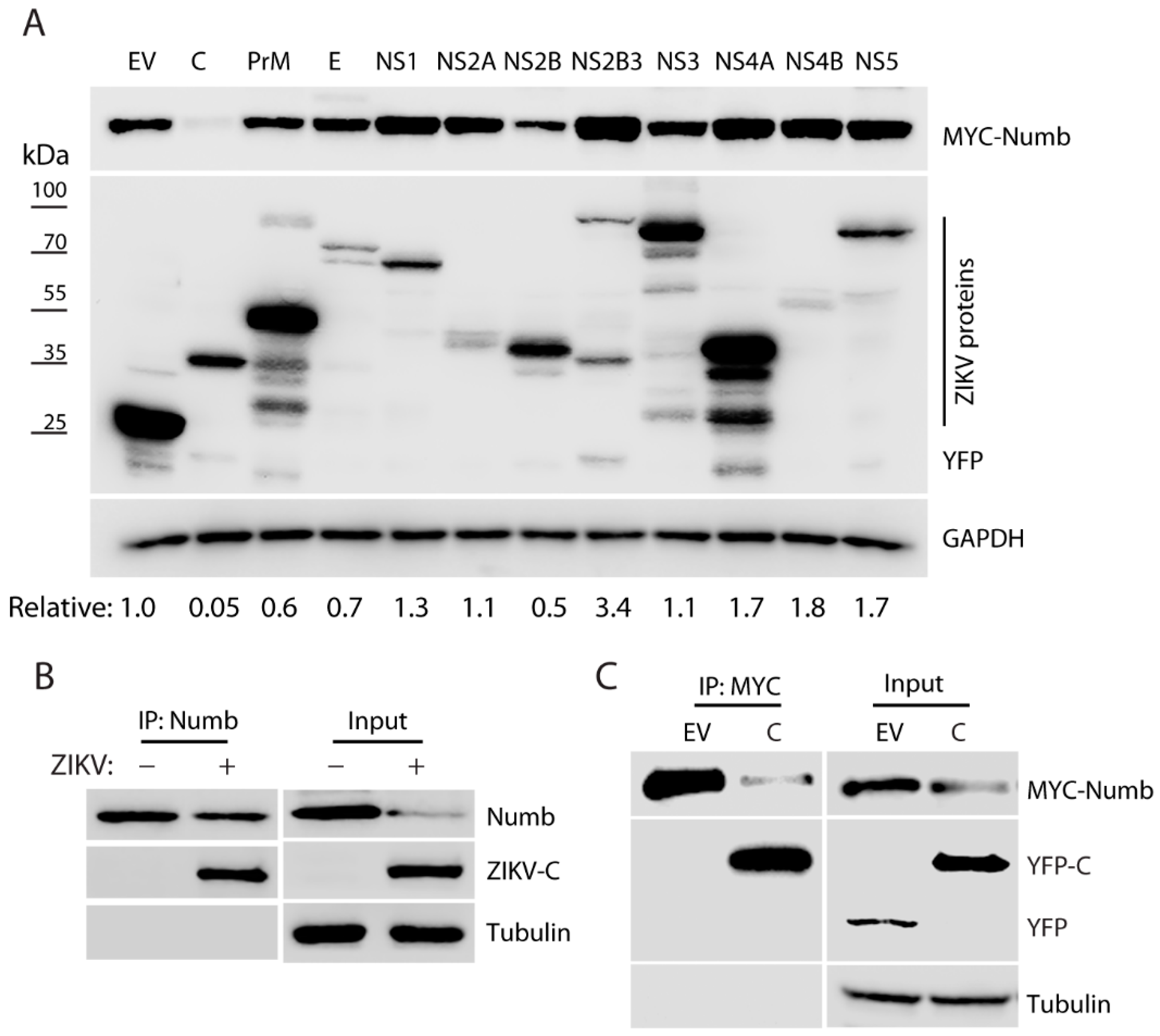 Viruses 15 01258 g004