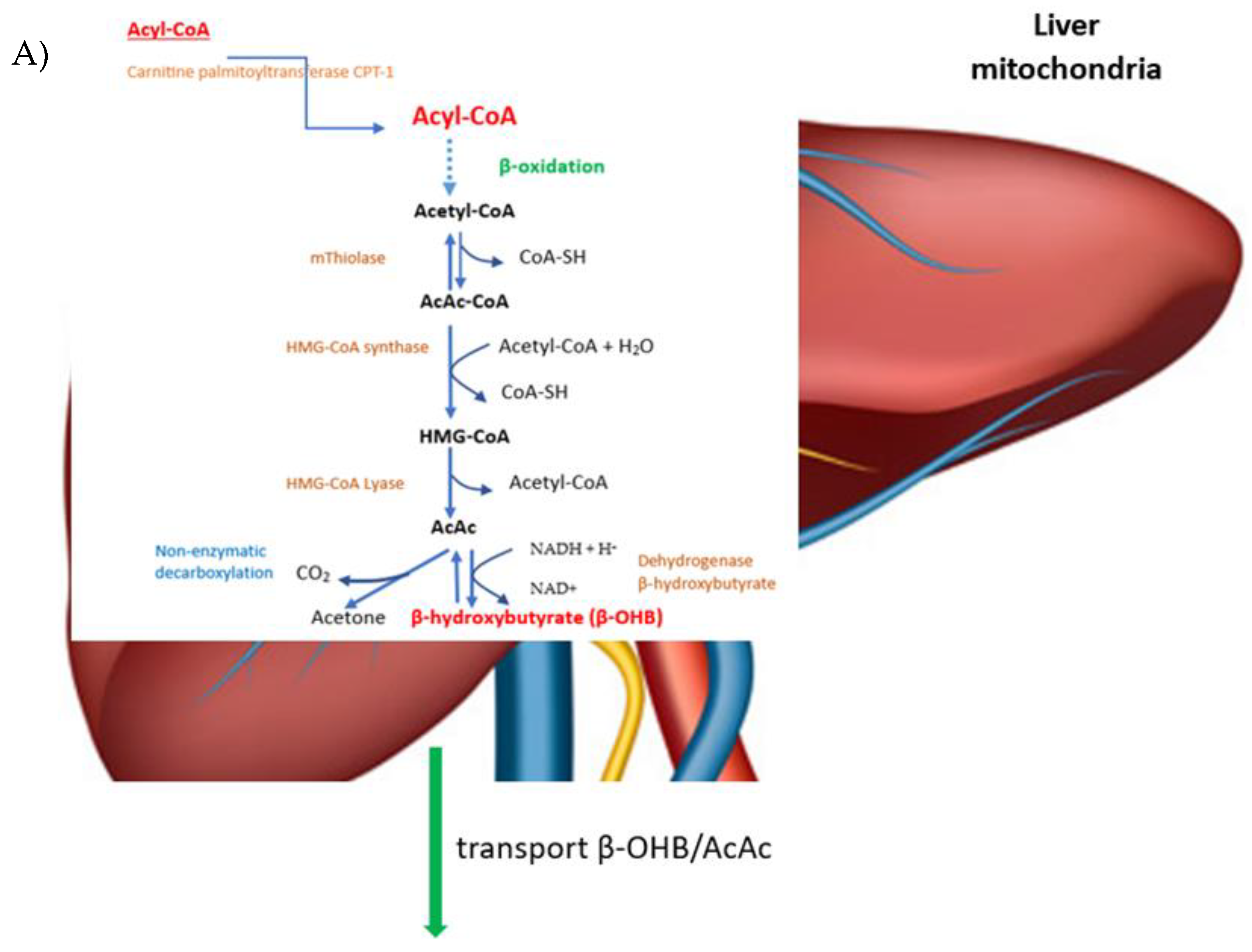 Viruses 15 01262 g003a