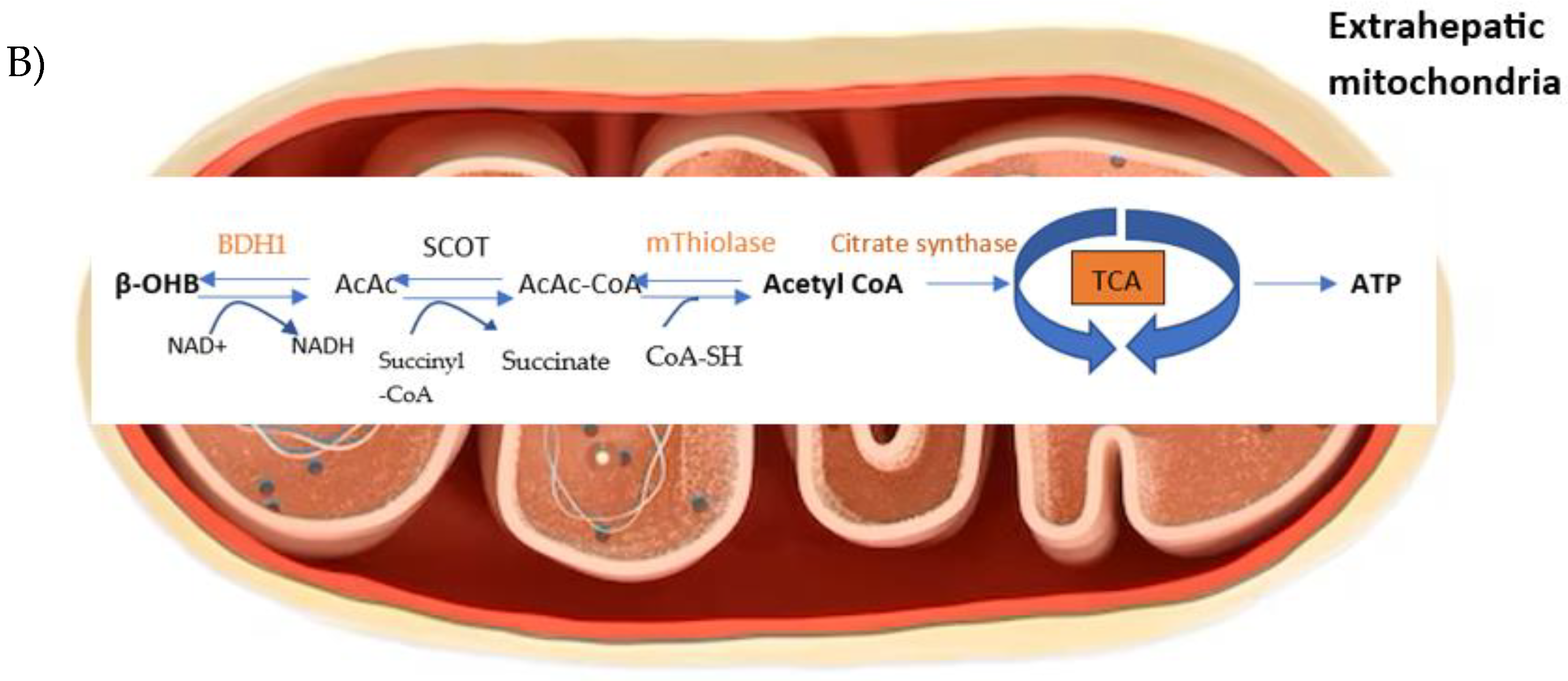Viruses 15 01262 g003b