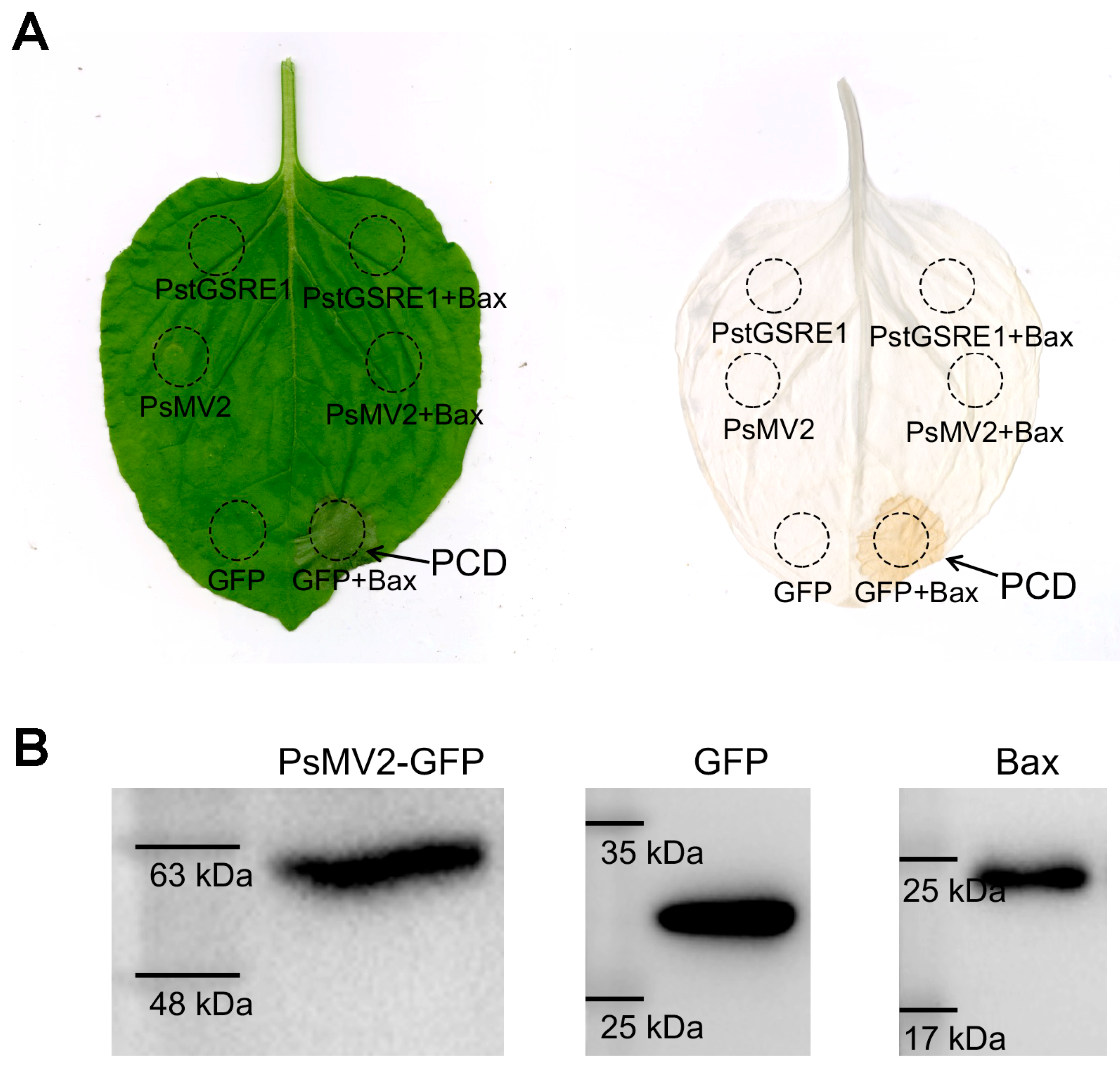 Viruses 15 01265 g004
