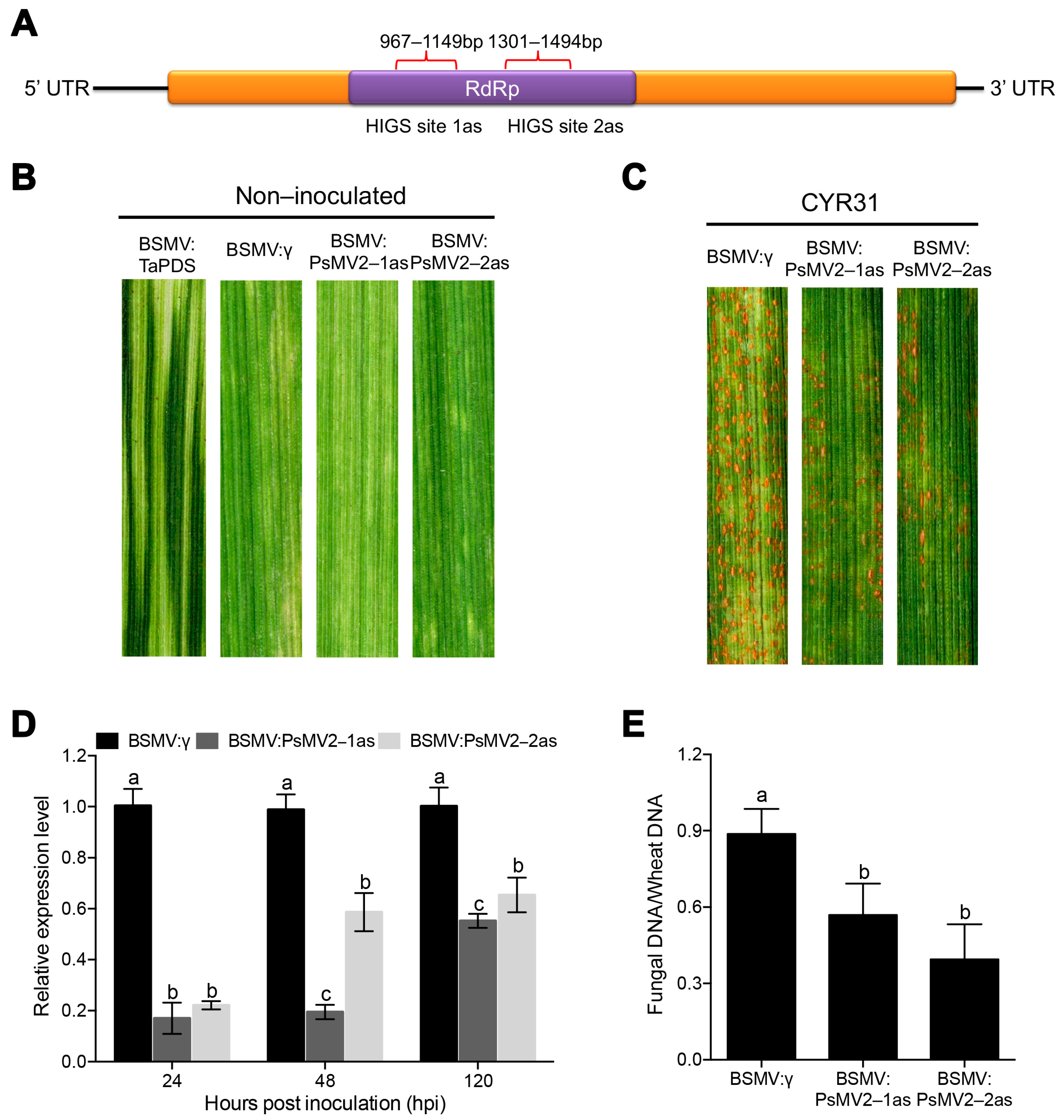Viruses 15 01265 g005