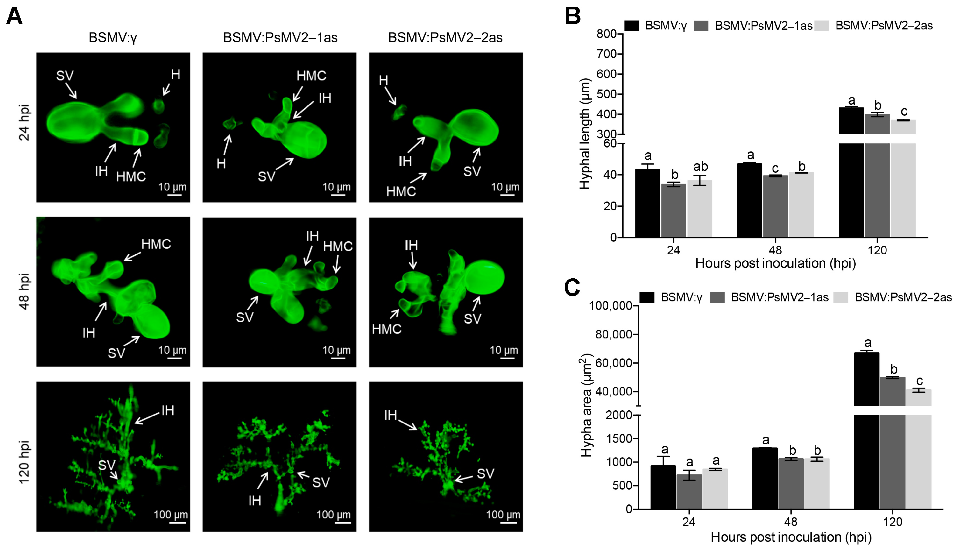 Viruses 15 01265 g006