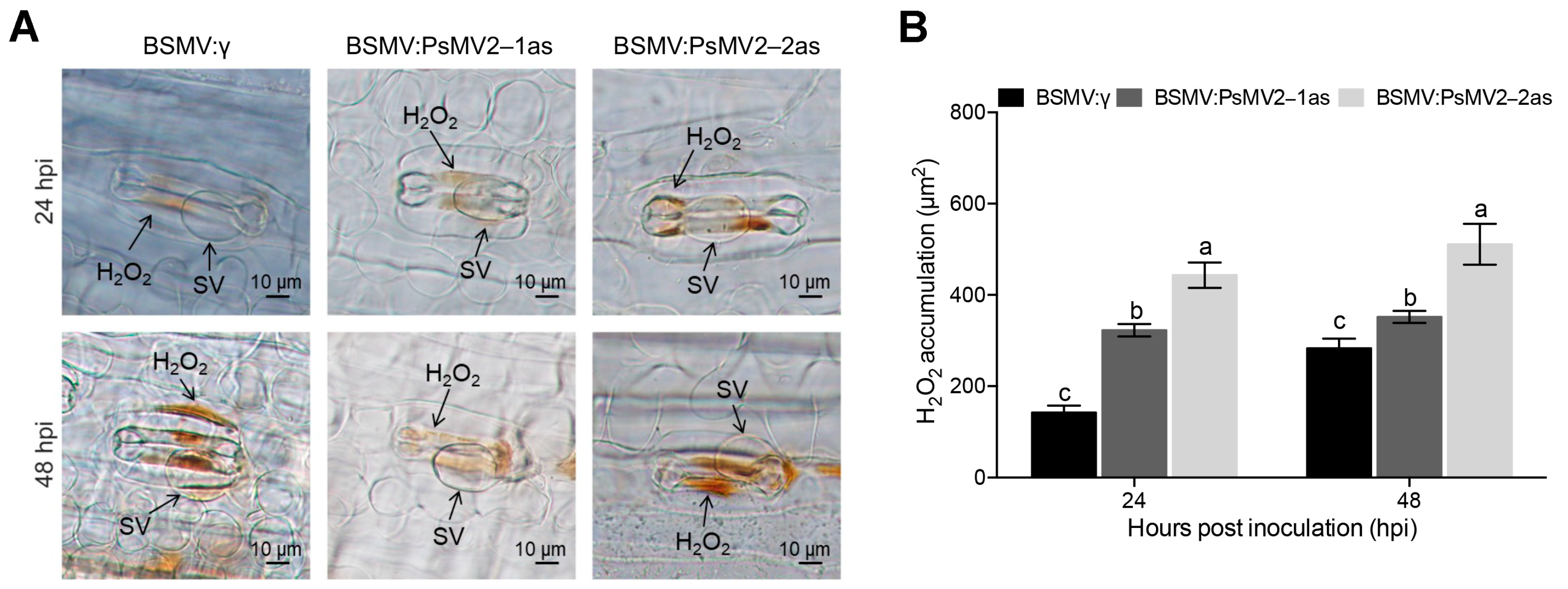 Viruses 15 01265 g007