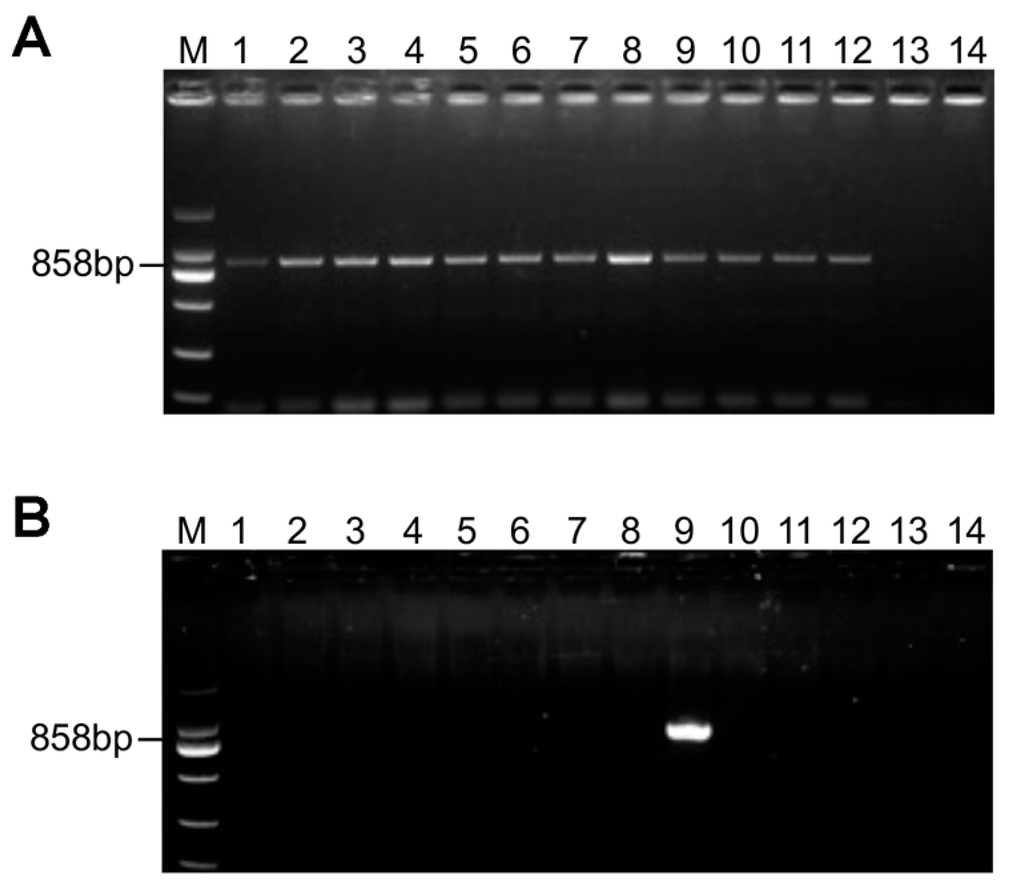 Viruses 15 01265 g008