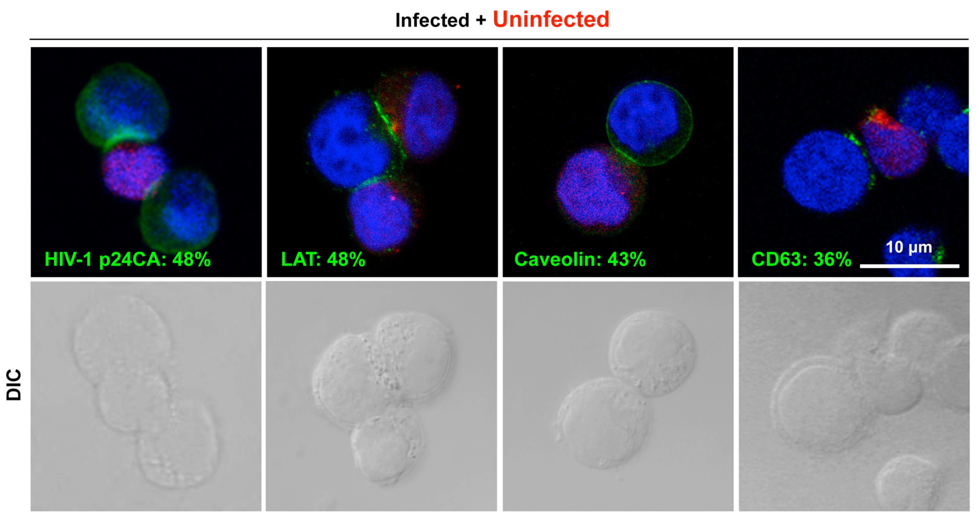 Viruses 15 01266 g001