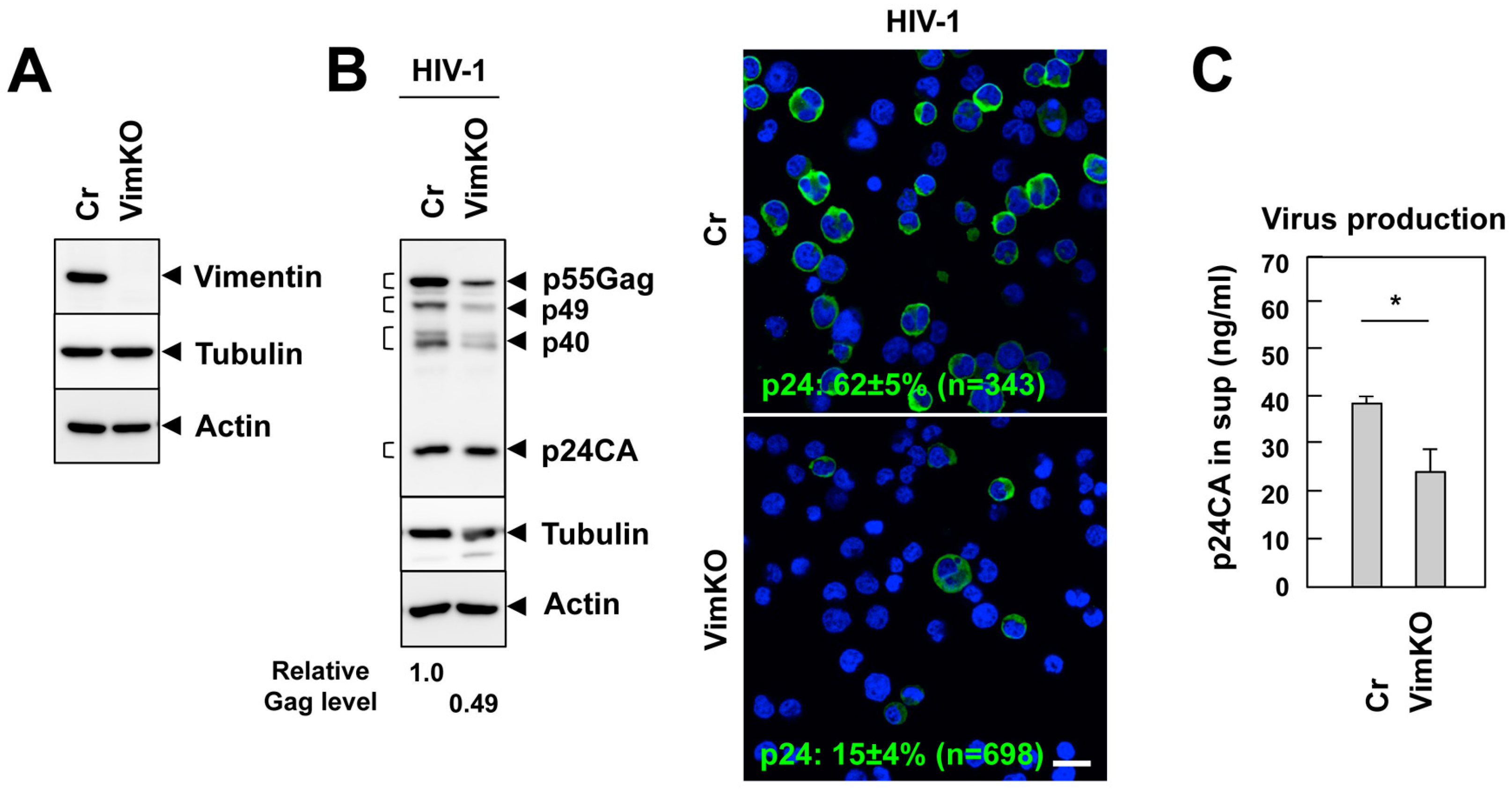 Viruses 15 01266 g005