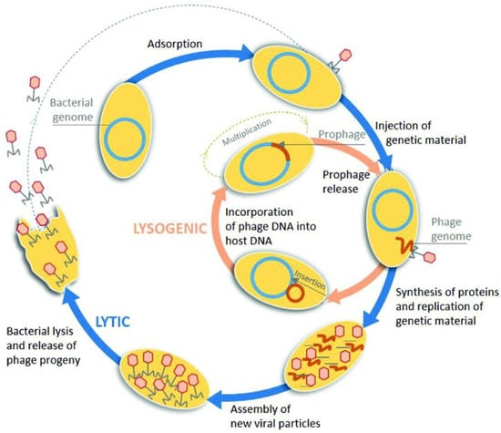 Viruses 15 01271 g002
