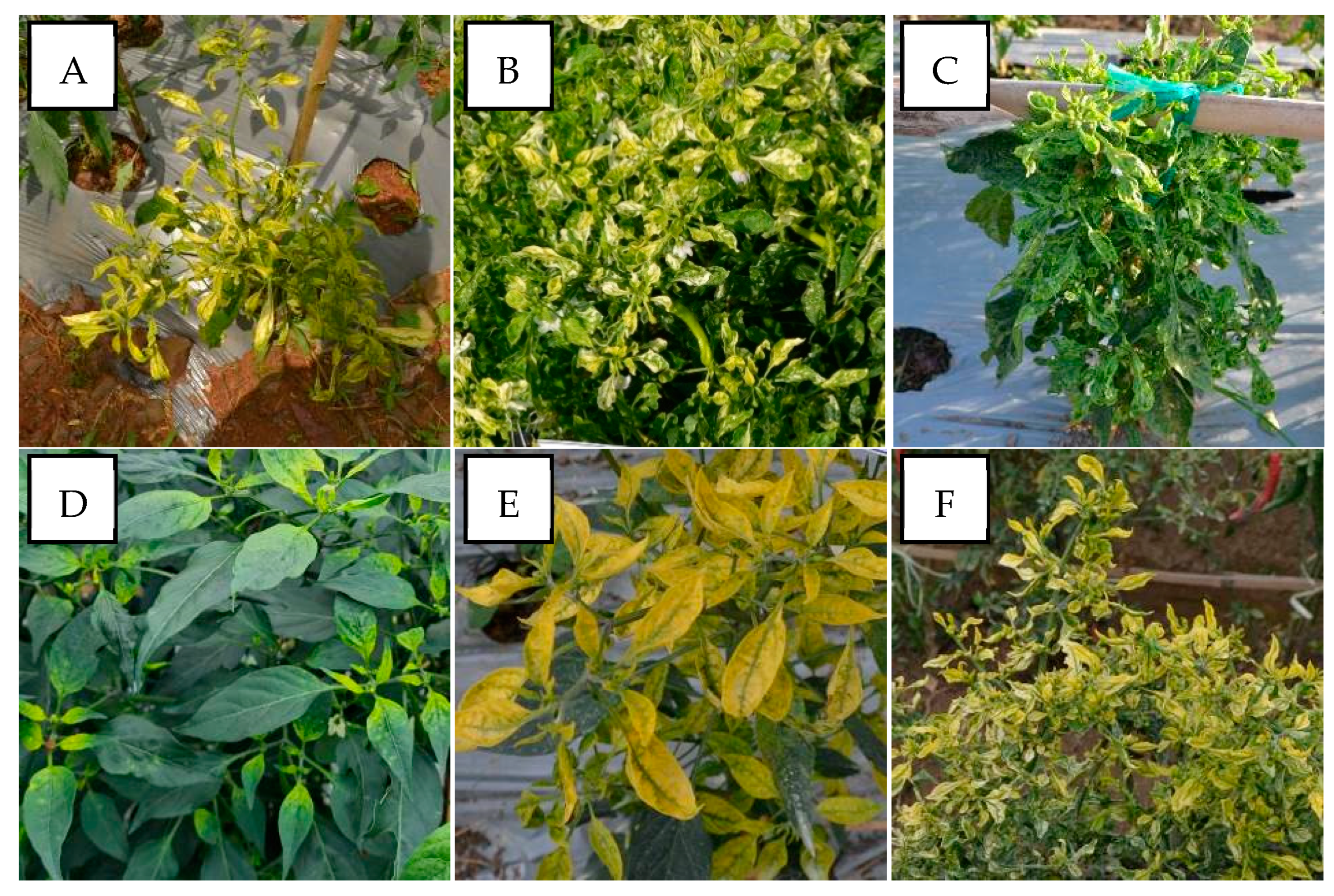 Viruses 15 01278 g002