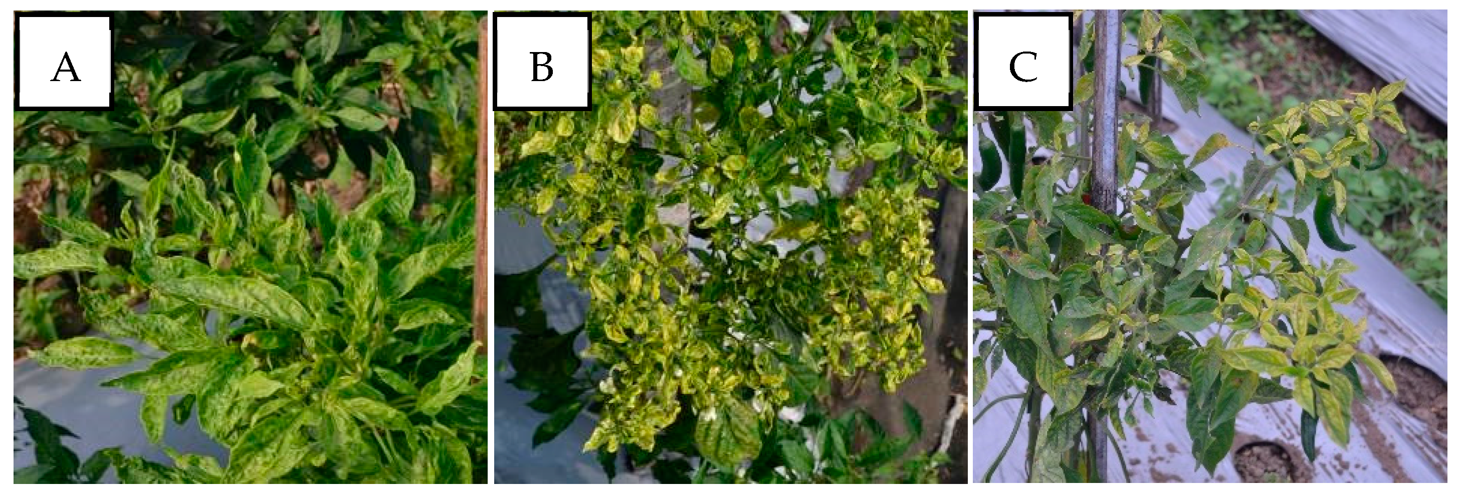 Viruses 15 01278 g003