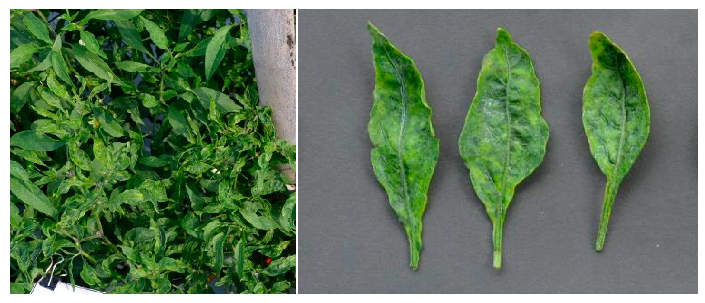 Viruses 15 01278 g006