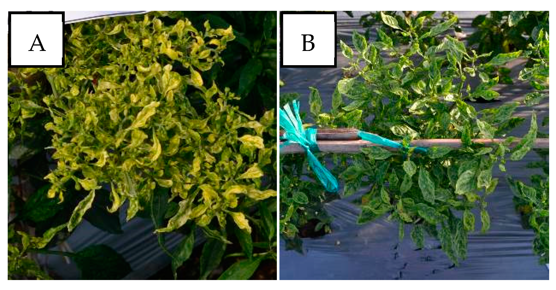 Viruses 15 01278 g007