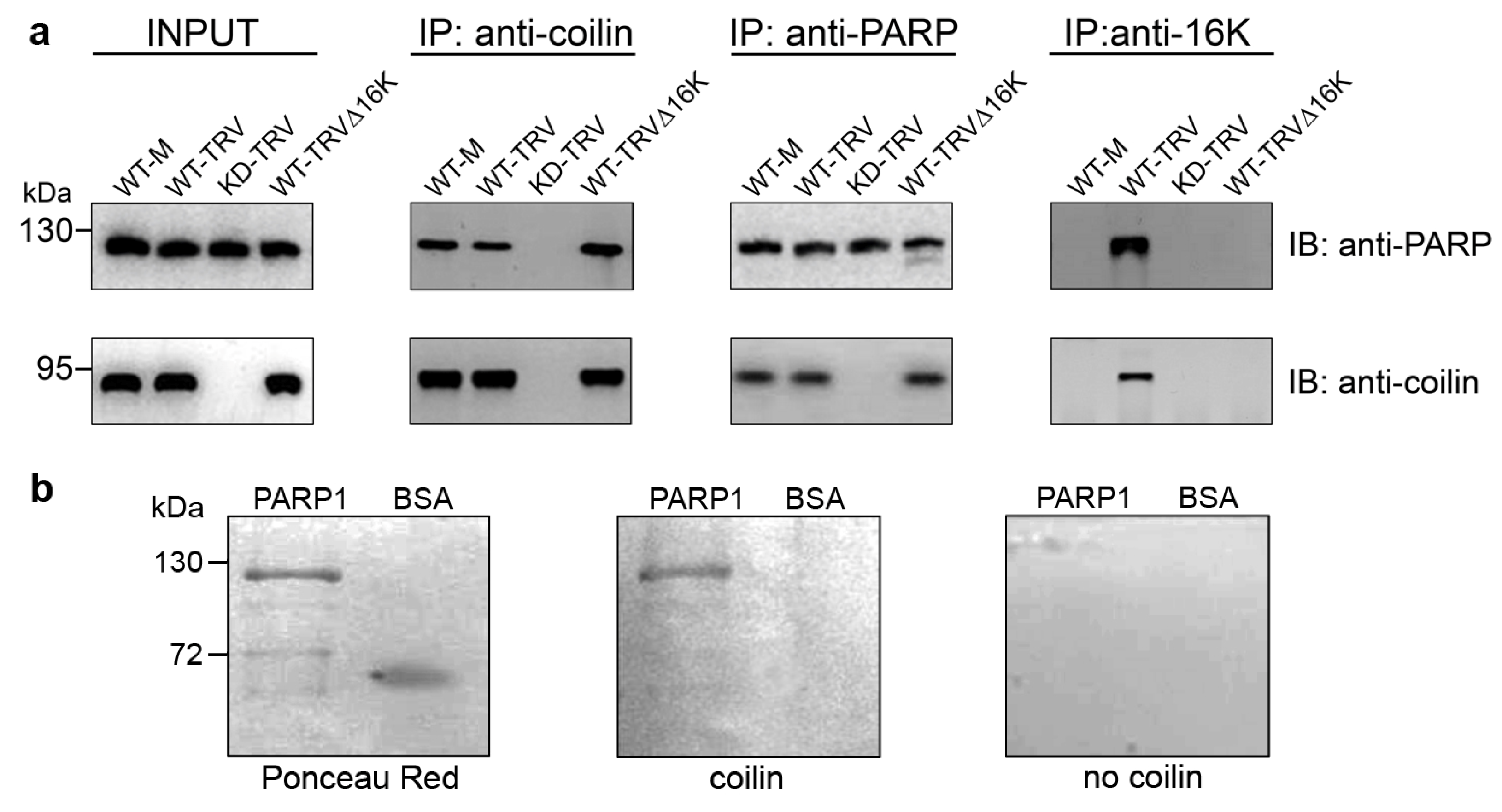 Viruses 15 01282 g002