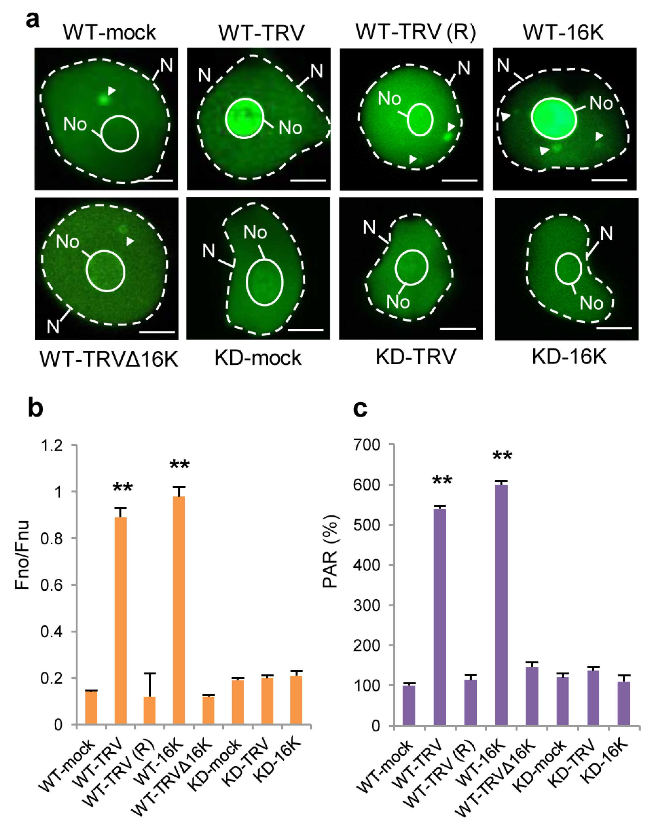 Viruses 15 01282 g003