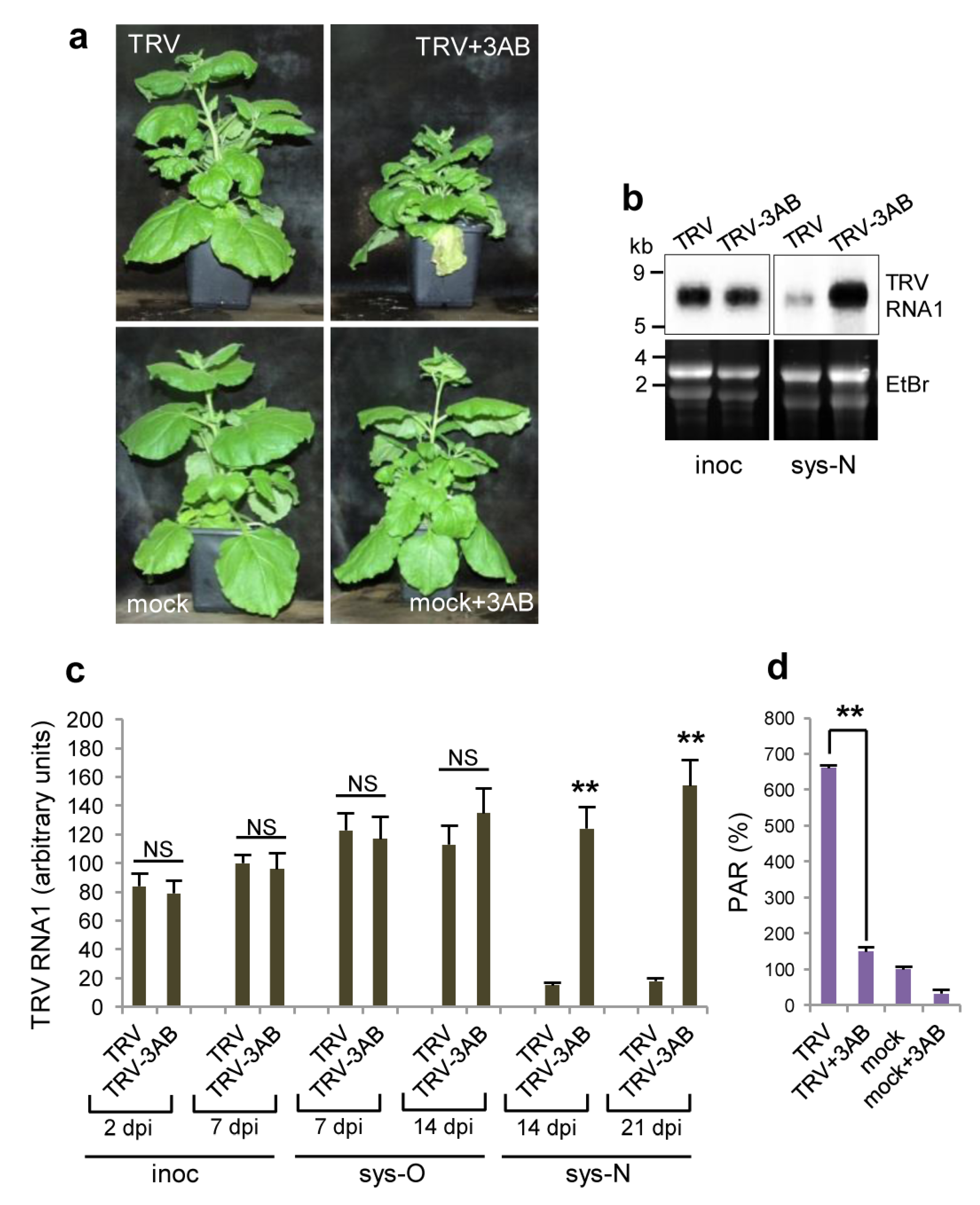 Viruses 15 01282 g004