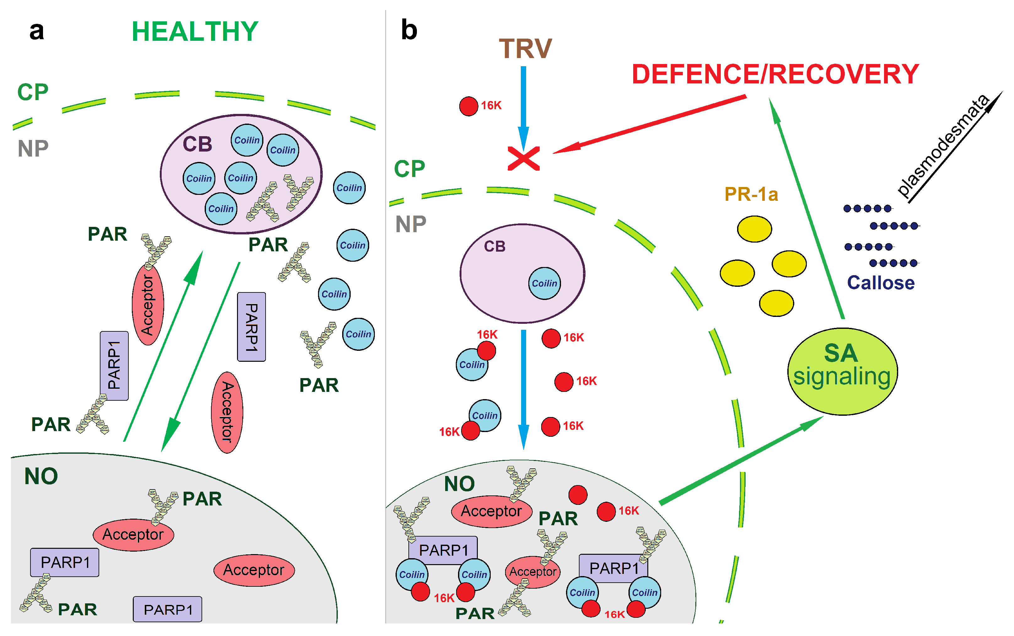 Viruses 15 01282 g008