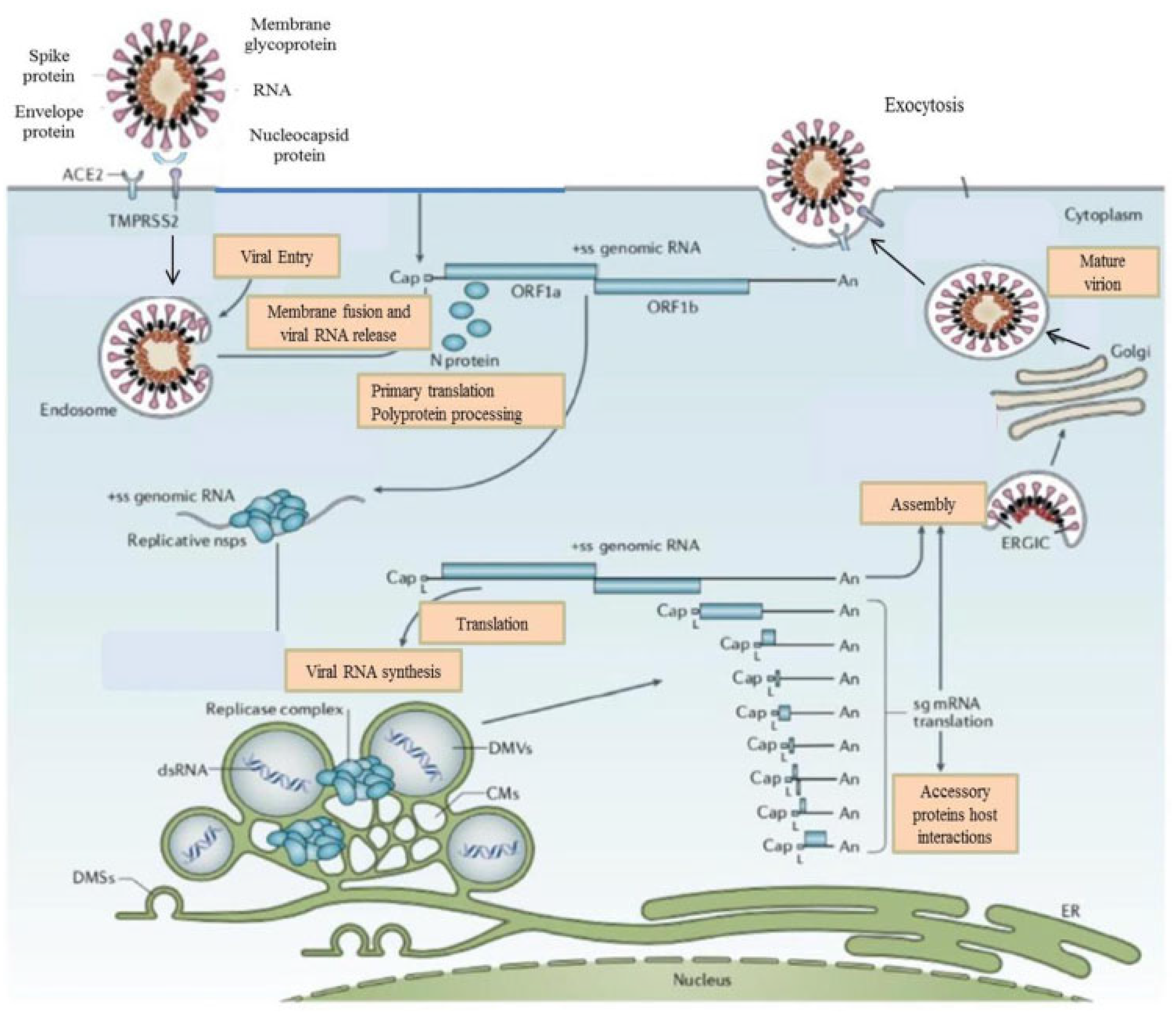 Viruses 15 01287 g001