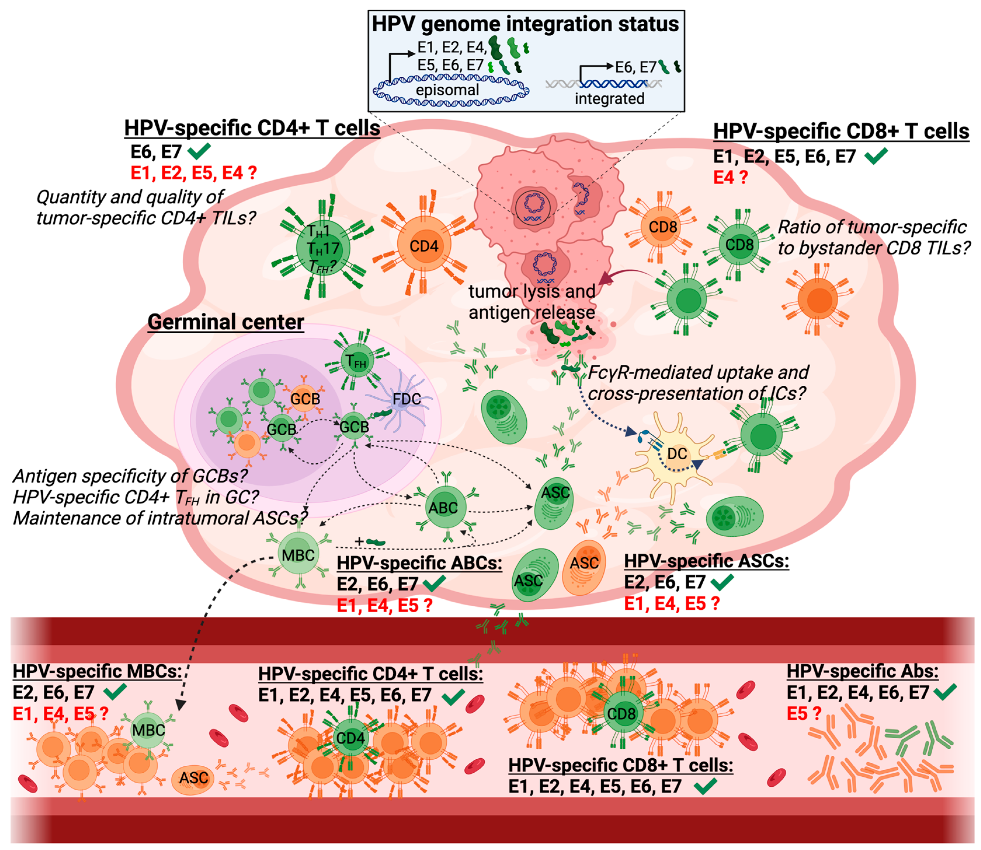 Viruses 15 01296 g001