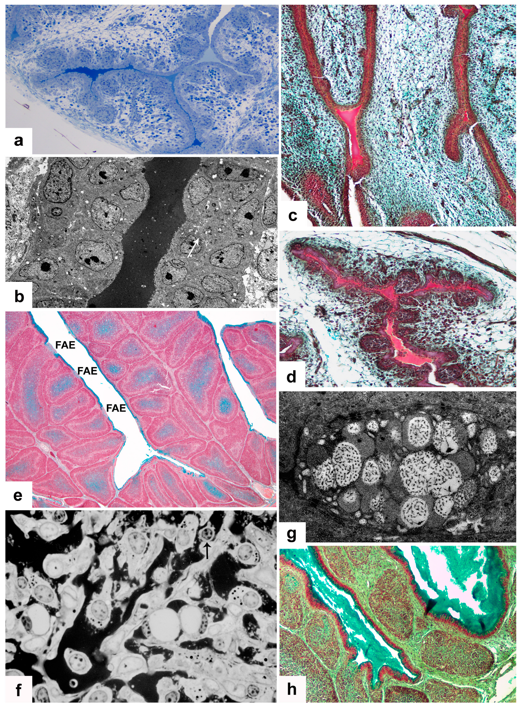 Viruses 15 01301 g001 Viruses 15 01301 g001