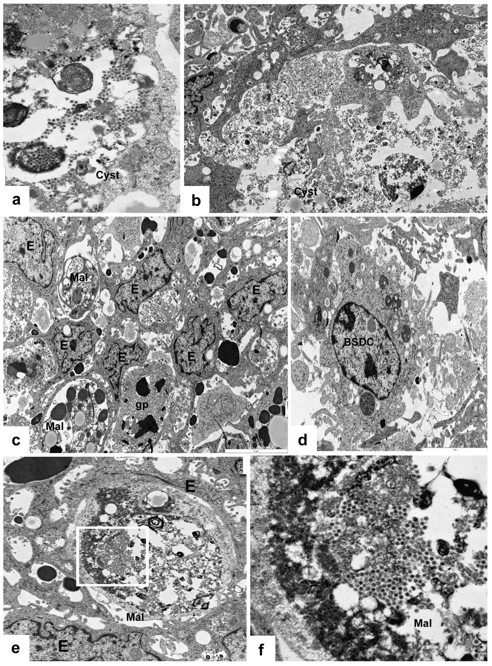 Viruses 15 01301 g006 Viruses 15 01301 g006