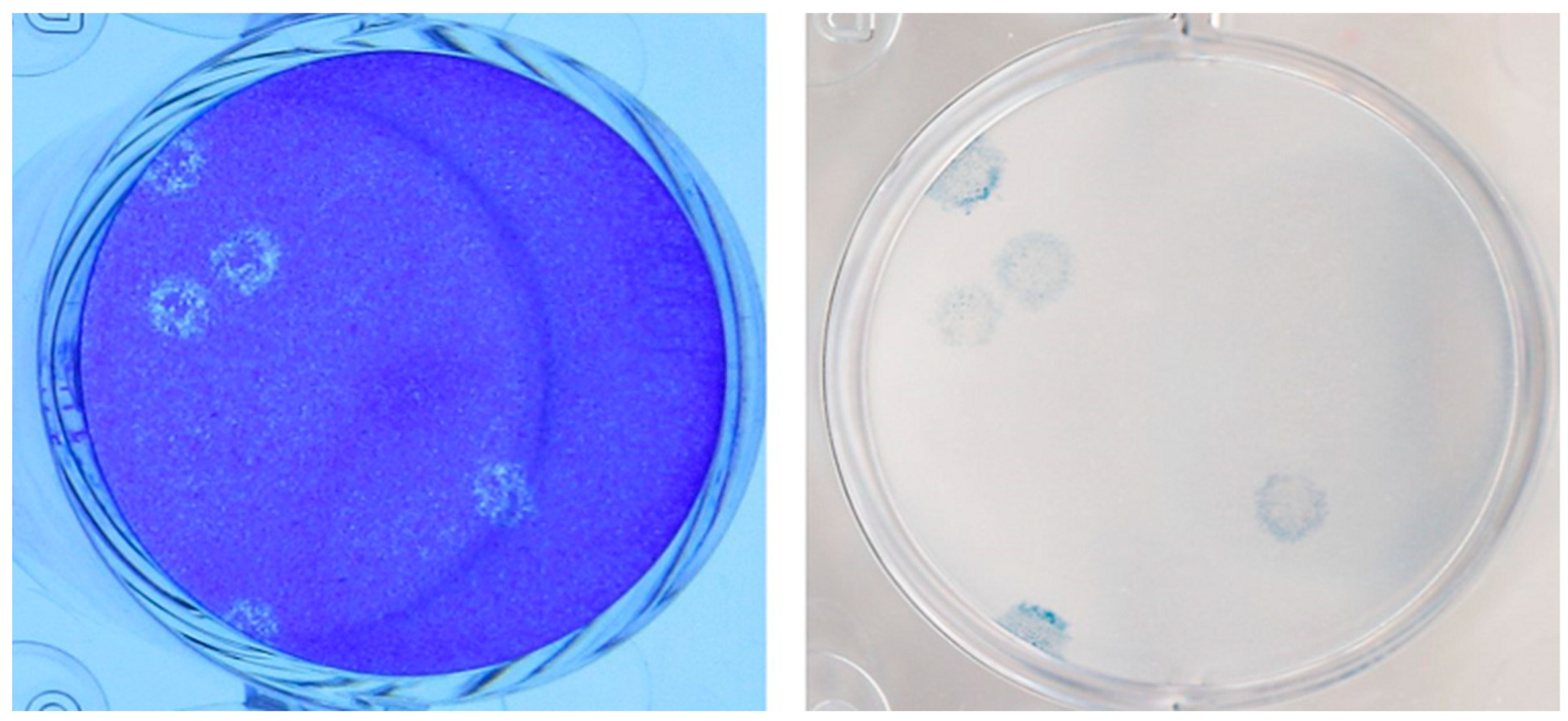 Viruses 15 01310 g001