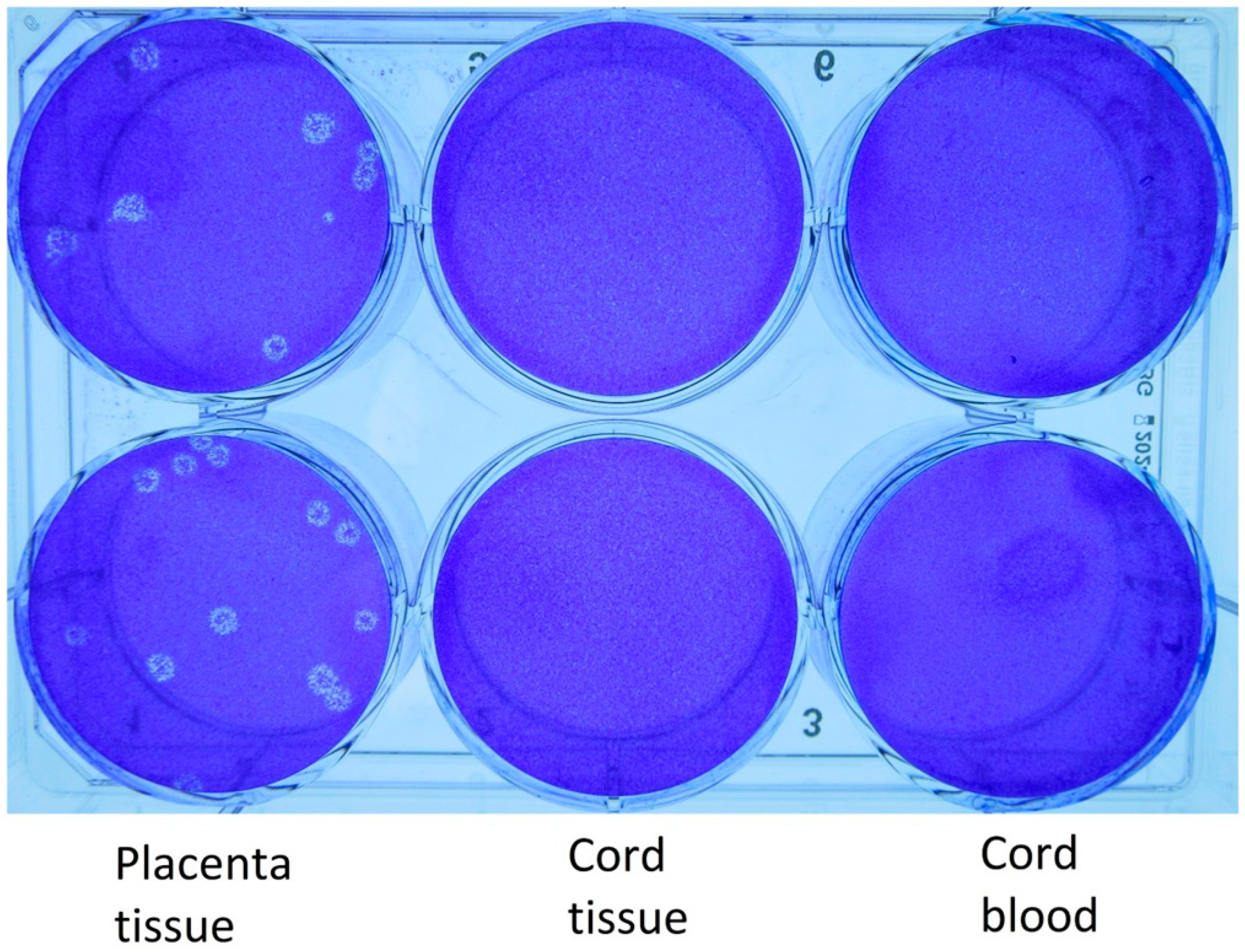 Viruses 15 01310 g002