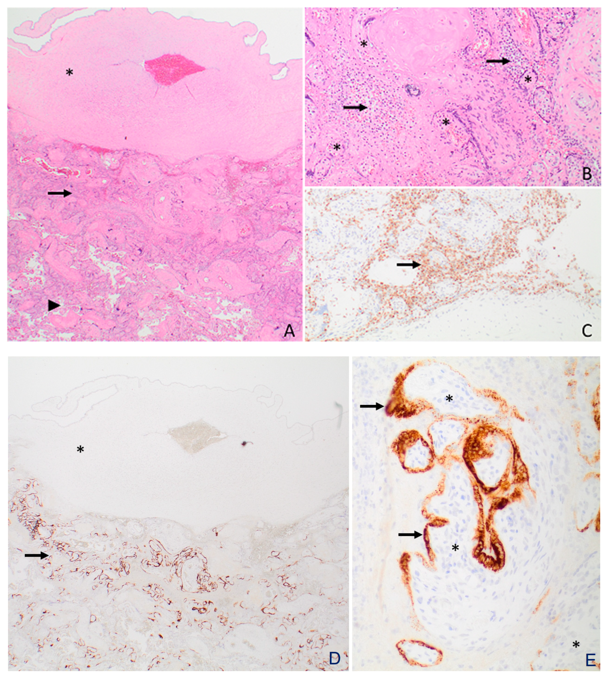 Viruses 15 01310 g003