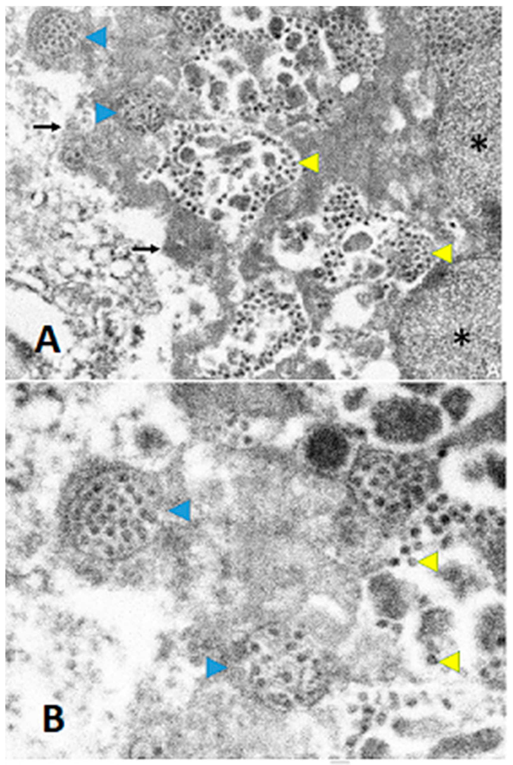 Viruses 15 01310 g004
