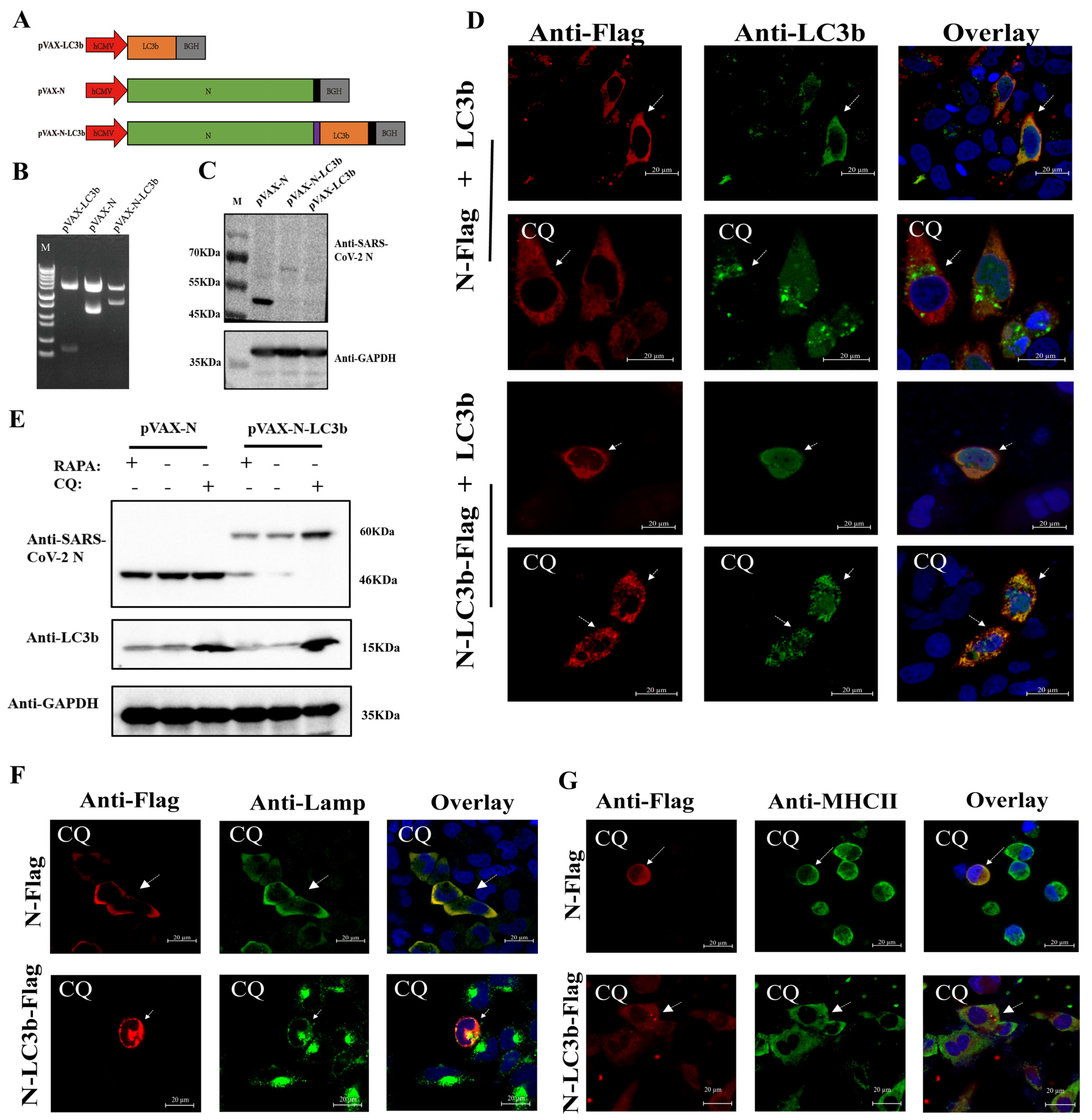 Viruses 15 01316 g001