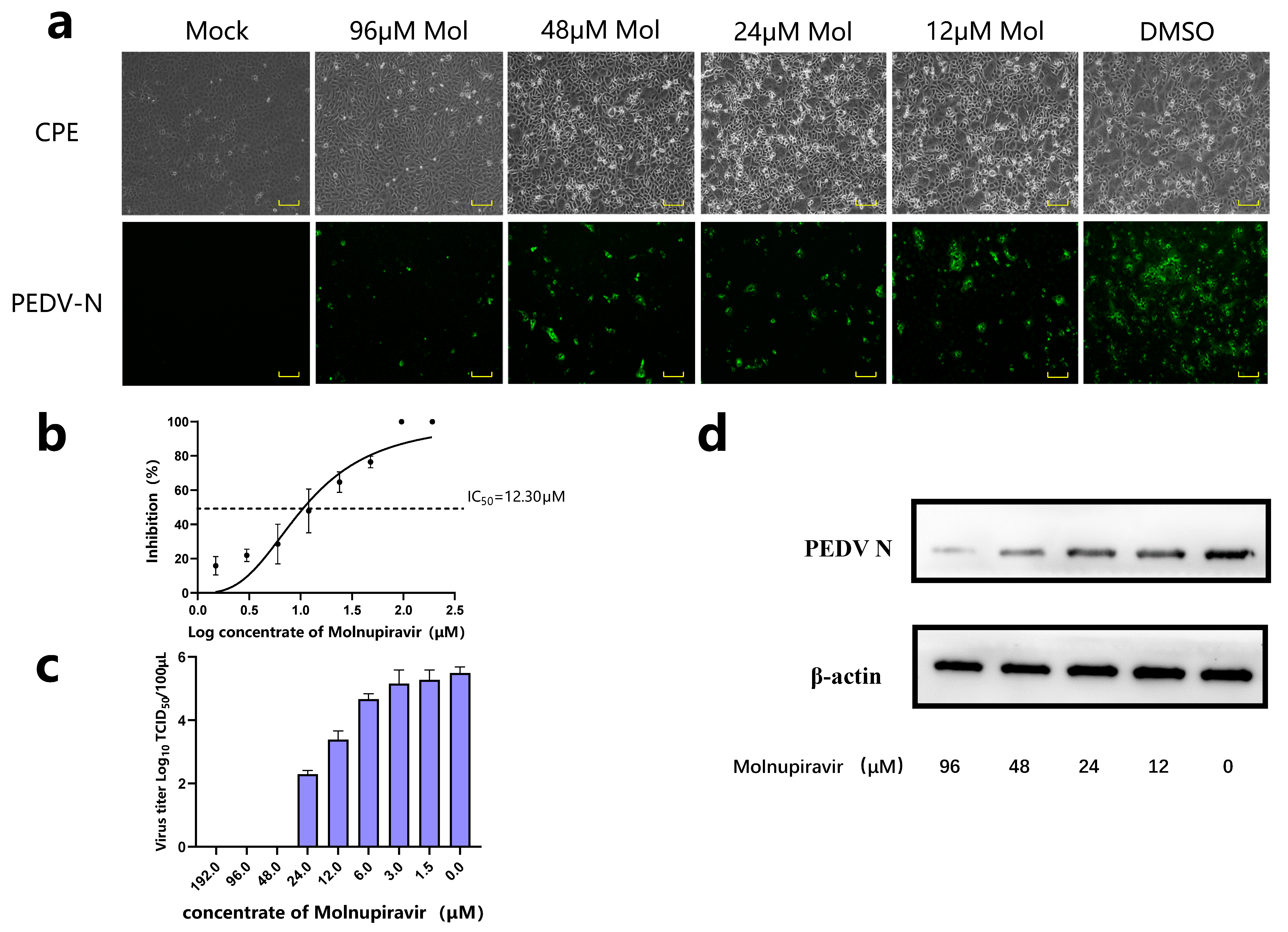 Viruses 15 01317 g001