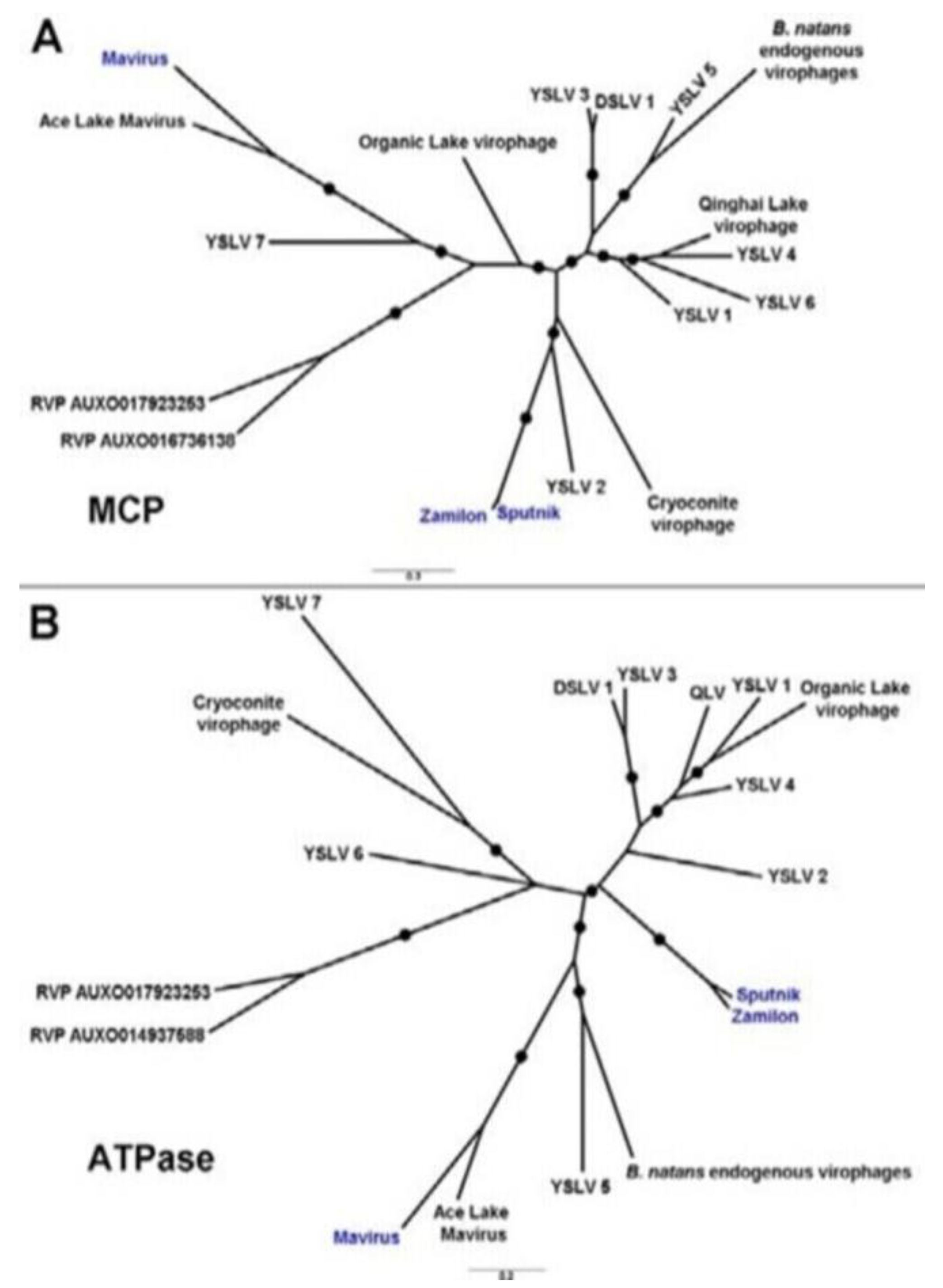 Viruses 15 01321 g001