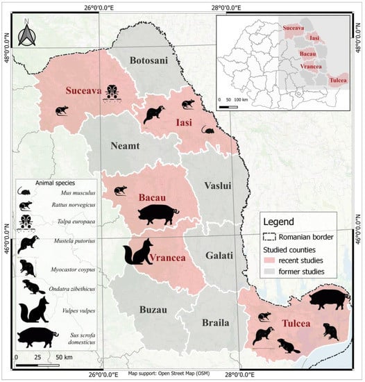 Viruses 15 01337 g001