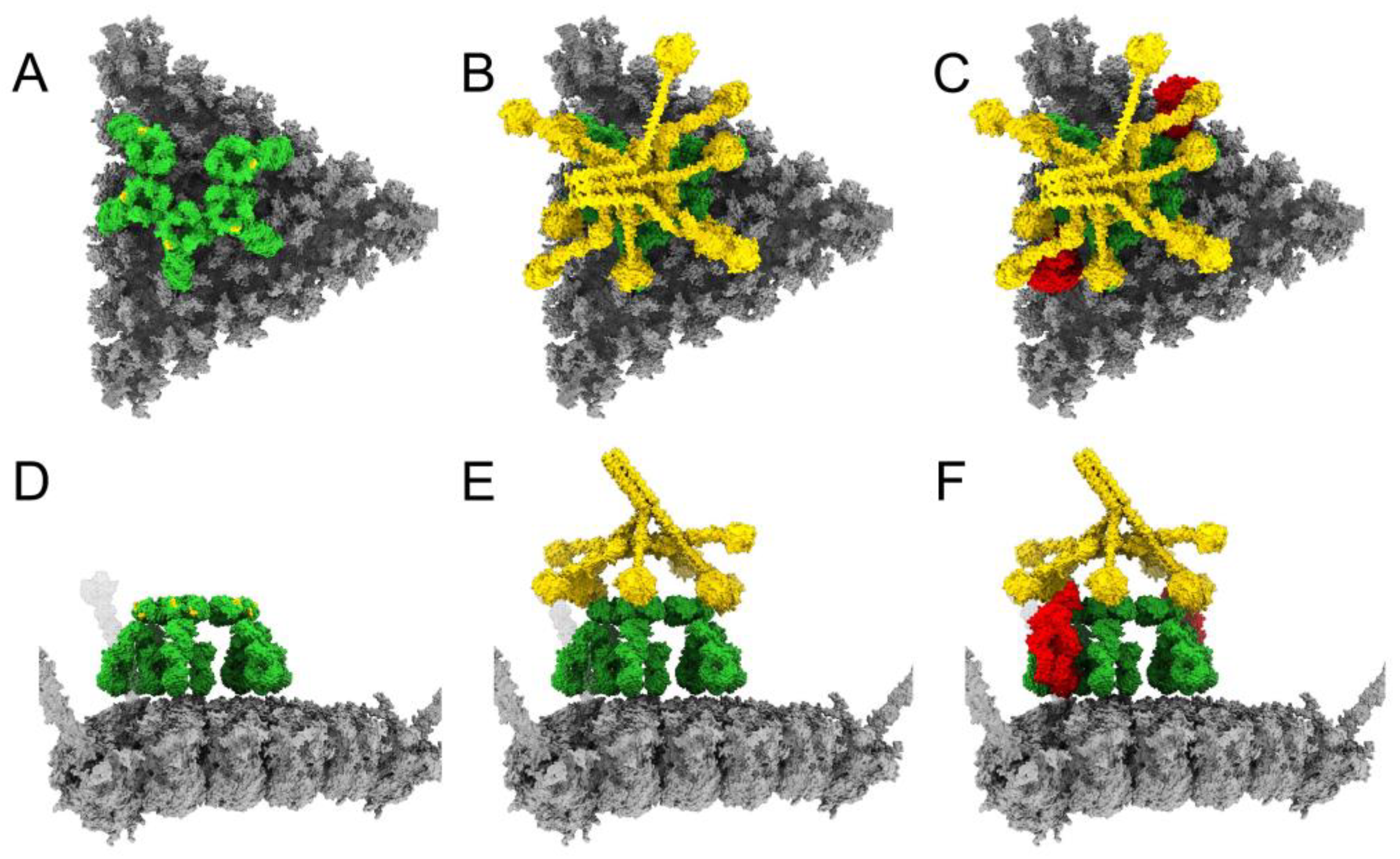 Viruses 15 01343 g002