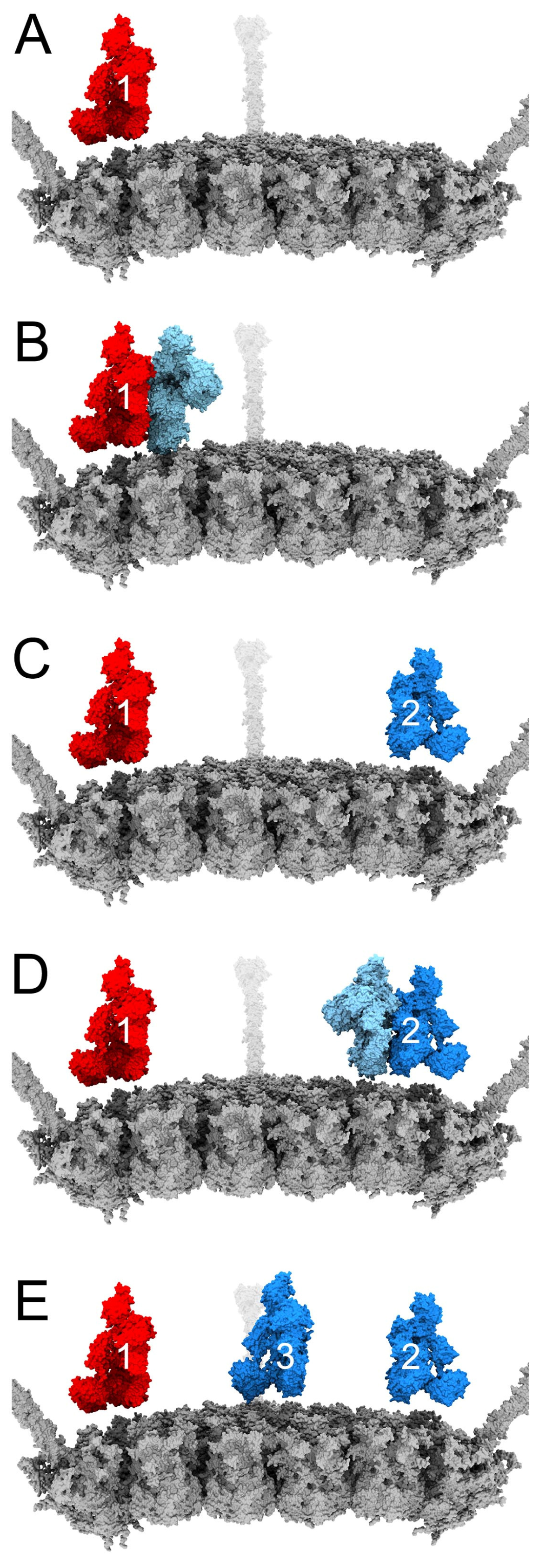 Viruses 15 01343 g003