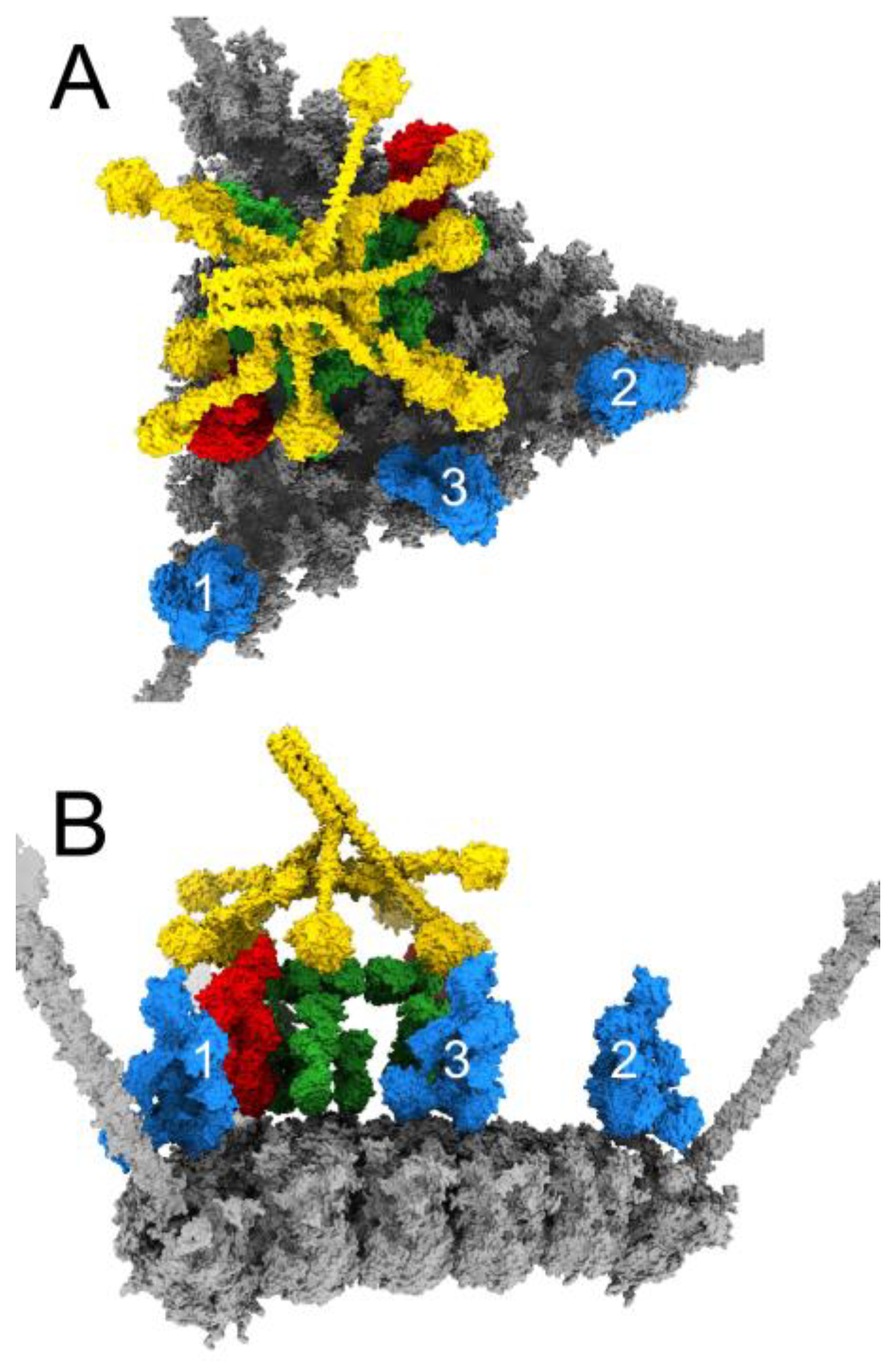 Viruses 15 01343 g004