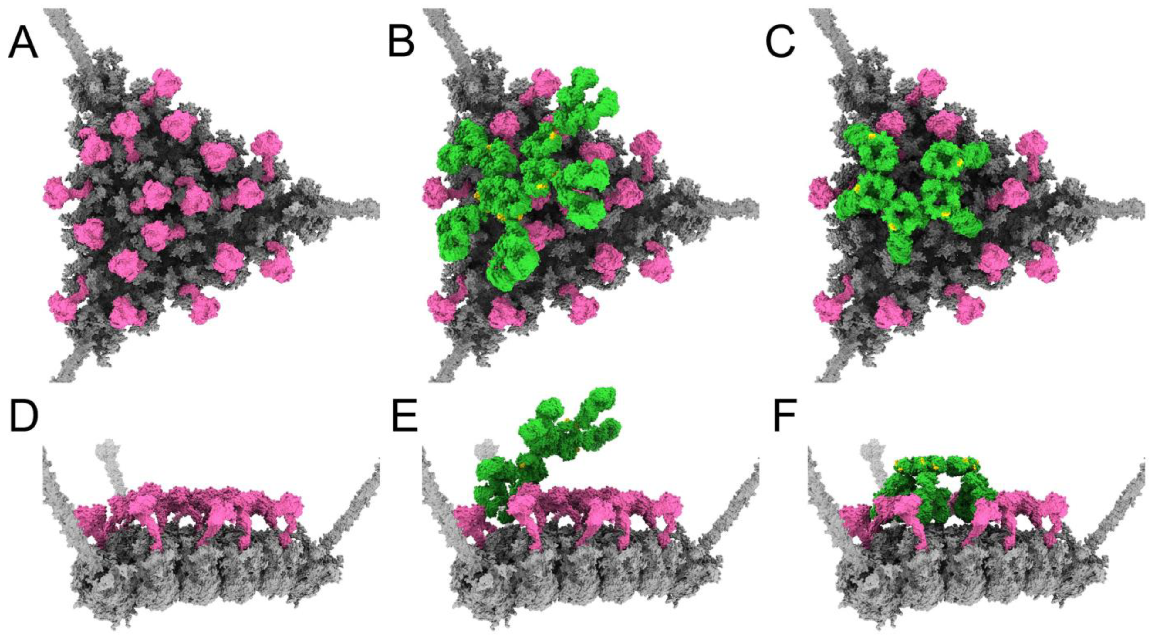 Viruses 15 01343 g008