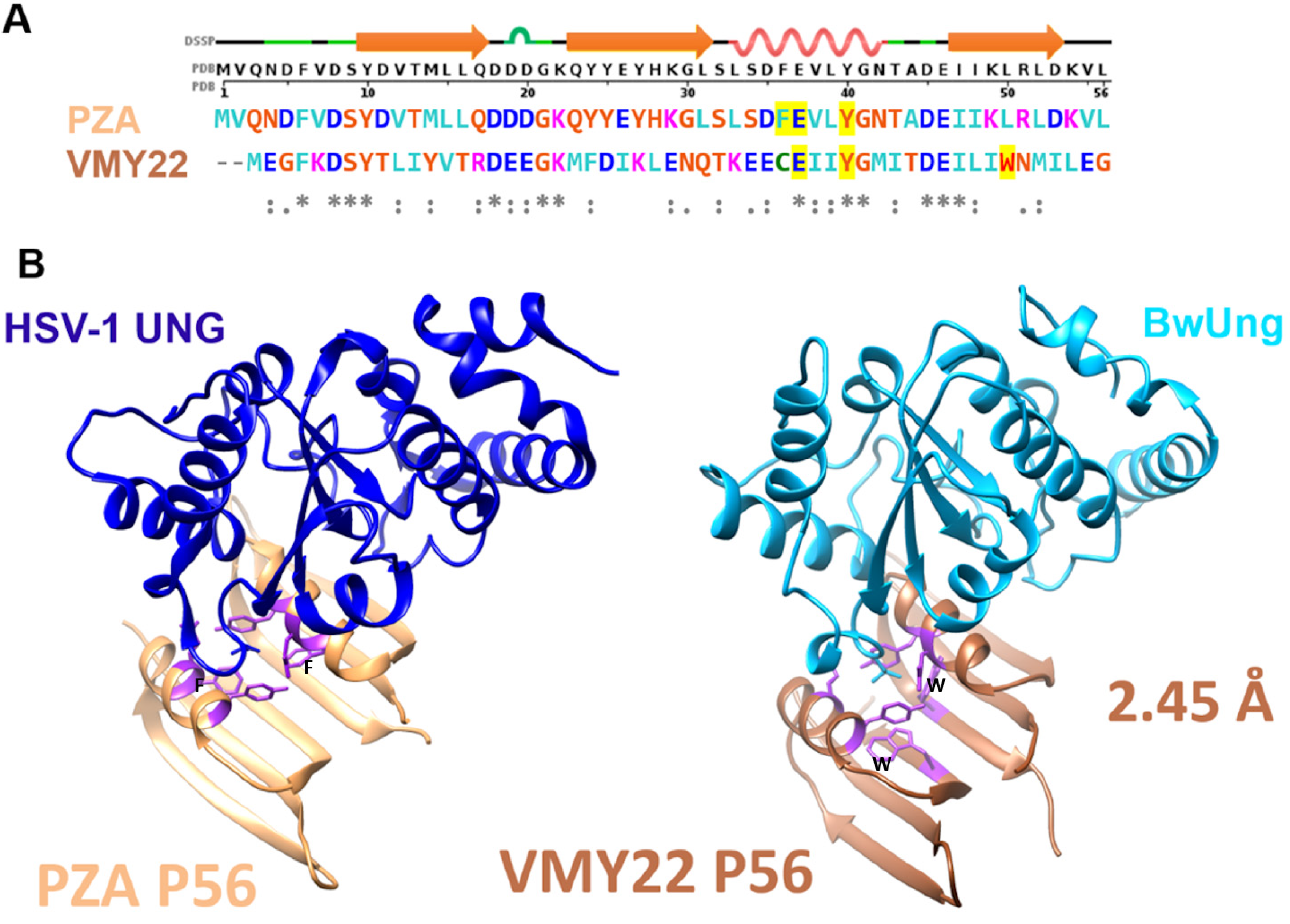 Viruses 15 01348 g001 Viruses 15 01348 g001