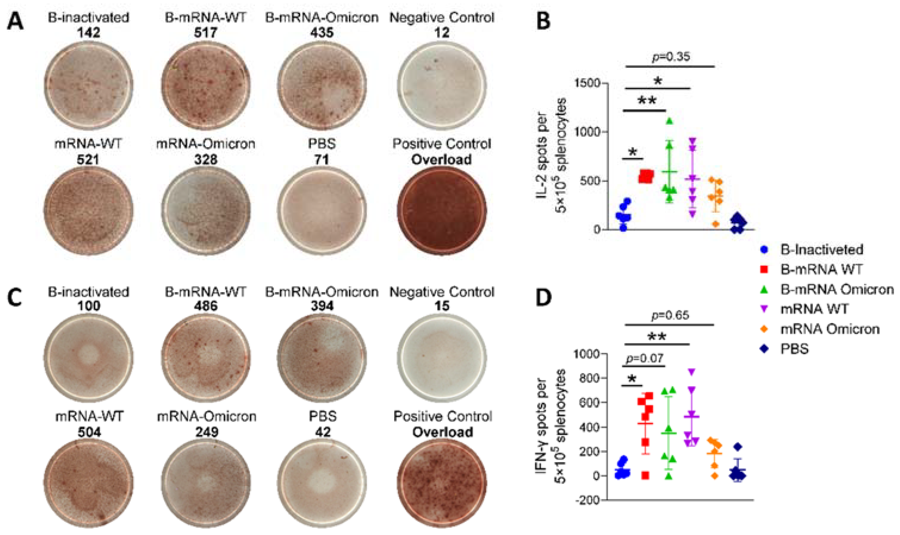 Viruses 15 01351 g003