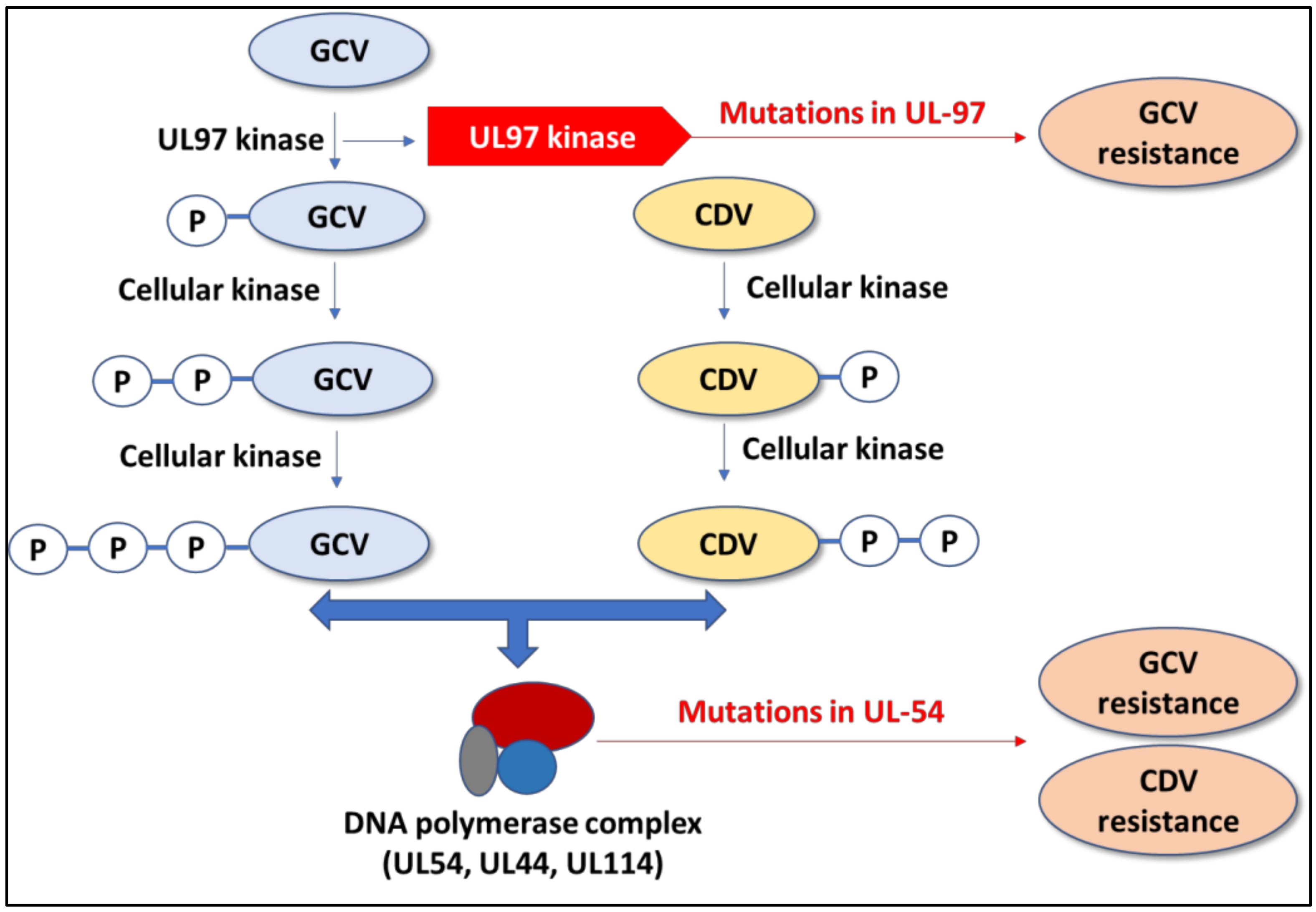 Viruses 15 01358 g001 Viruses 15 01358 g001
